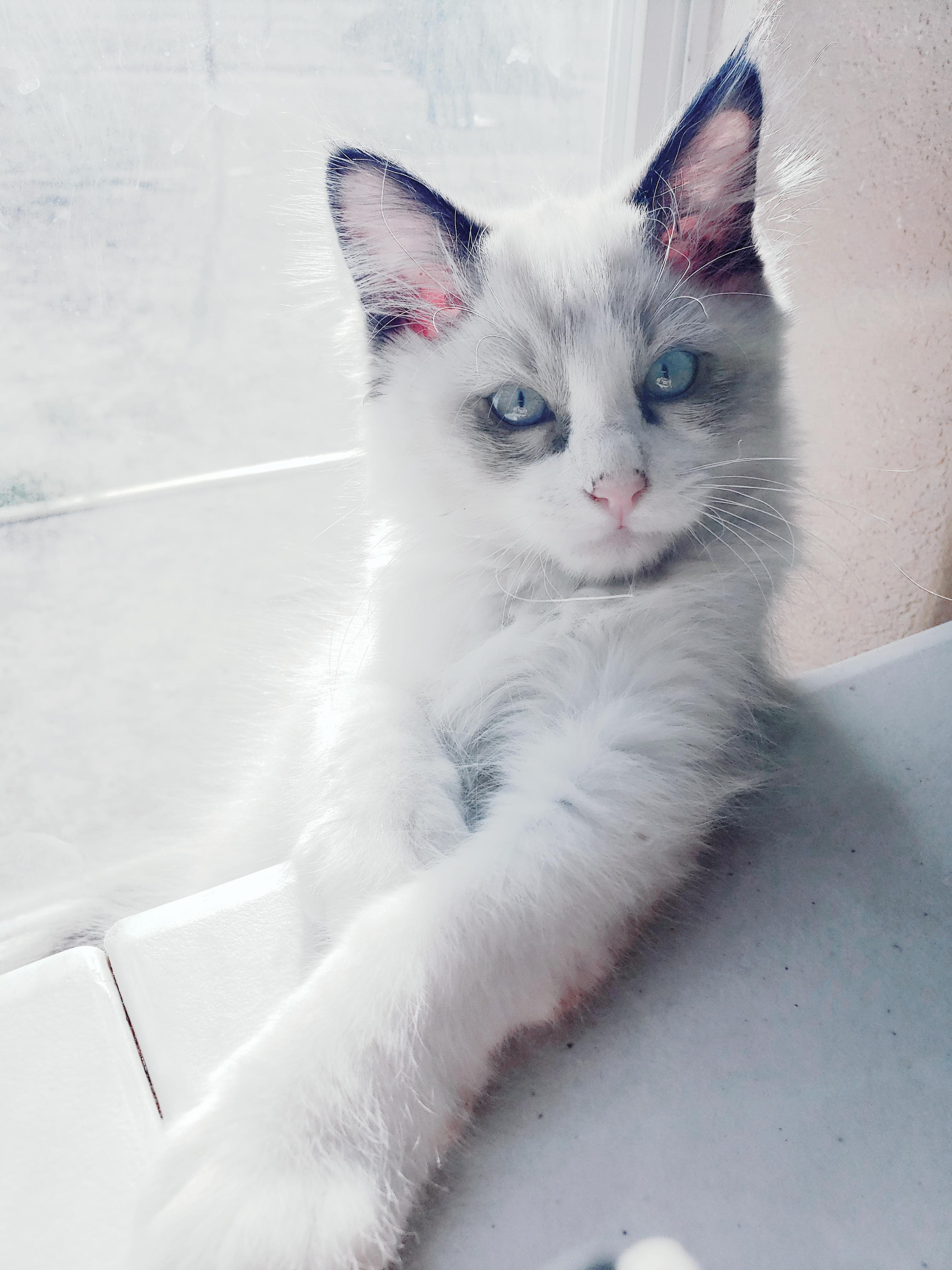 Finally Gave This Cutie a Name!say Hello to Cosette!