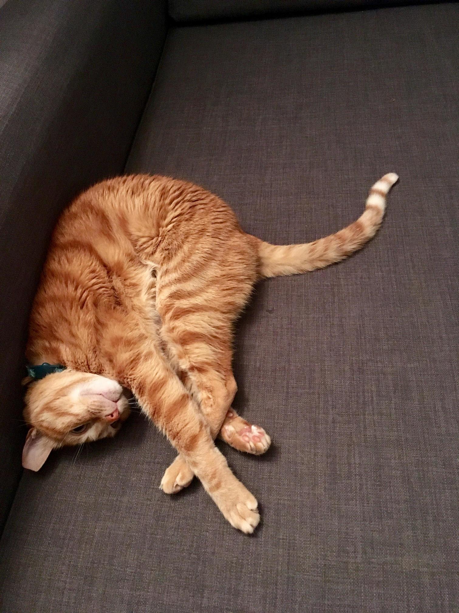 Finally Took the Dust Cover Off Our New Couch and Oscar Wanted to Show Off His Good Boy Behavior.