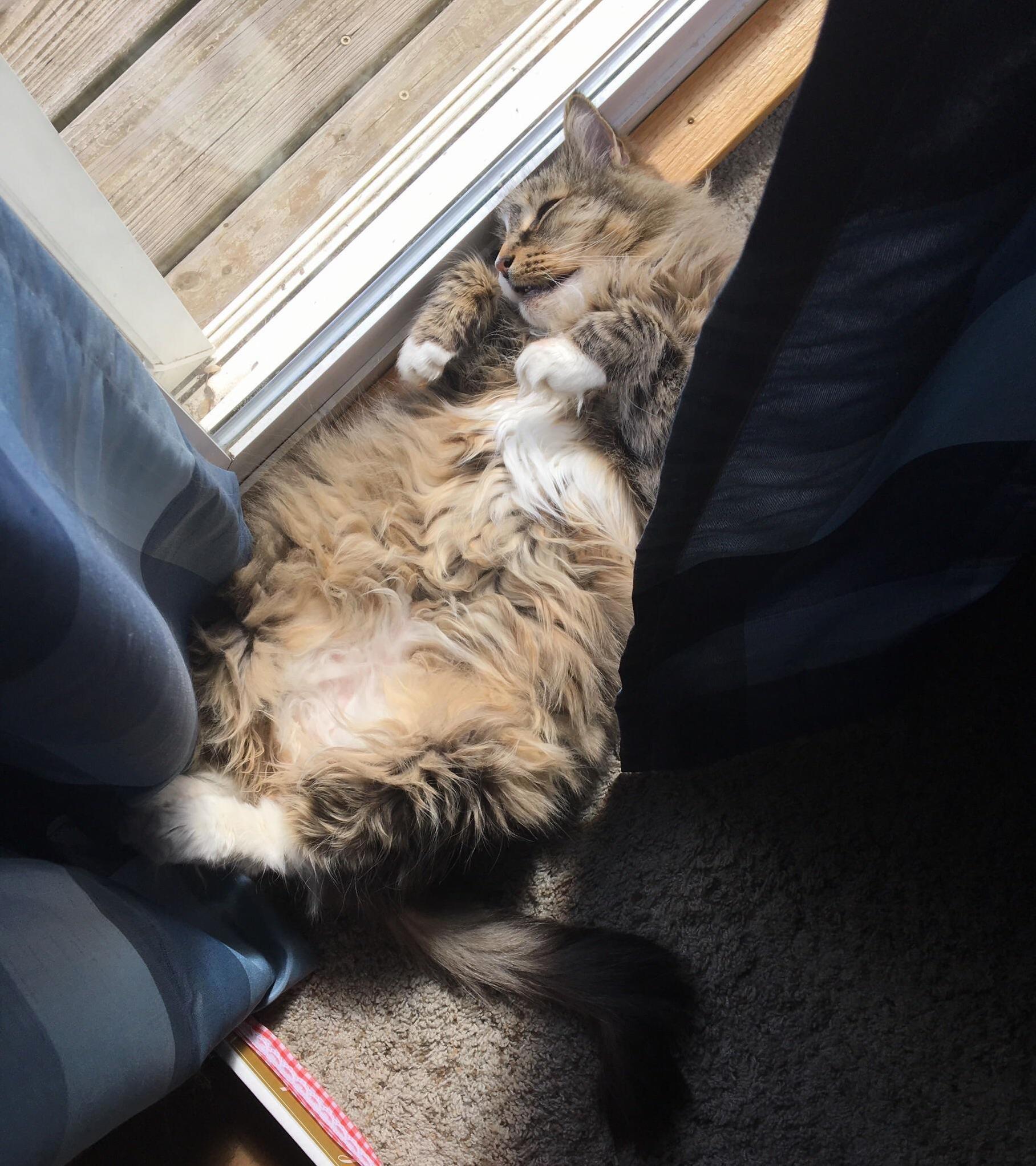 Floofy Bellies Need Sunlight to Flourish!