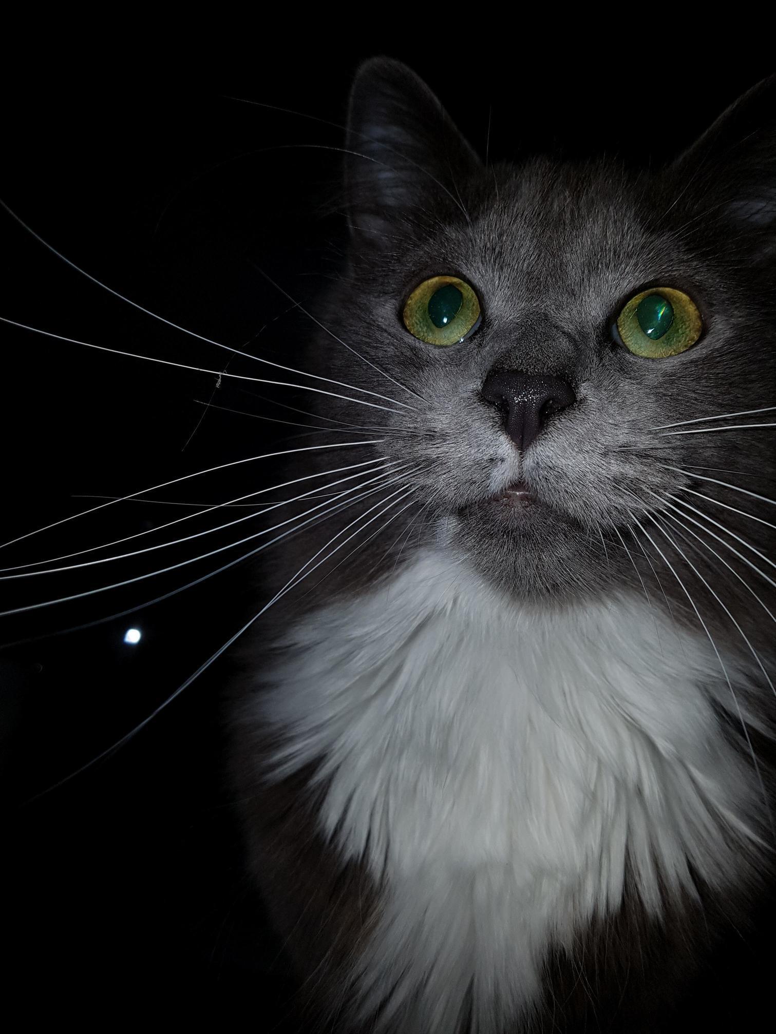 Forgot the Flash Was on and Stunned Him