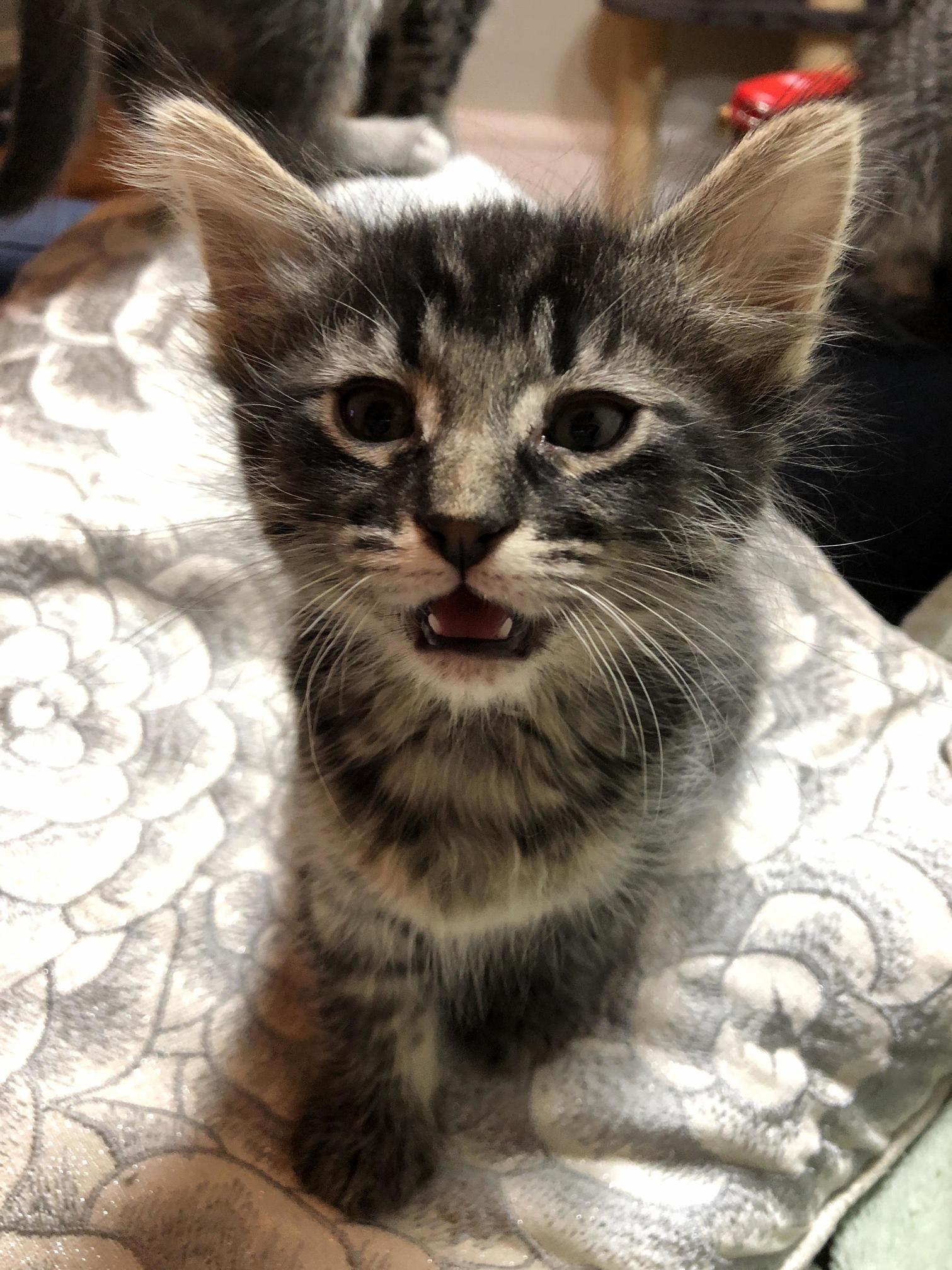 Foster Kitten Lets Me Know How She Feels About the Lack of Wet Food This Evening