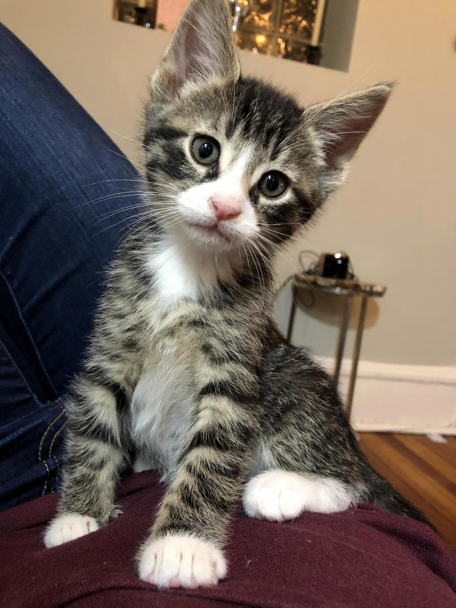 Foster Kittens Get So Big So Fast