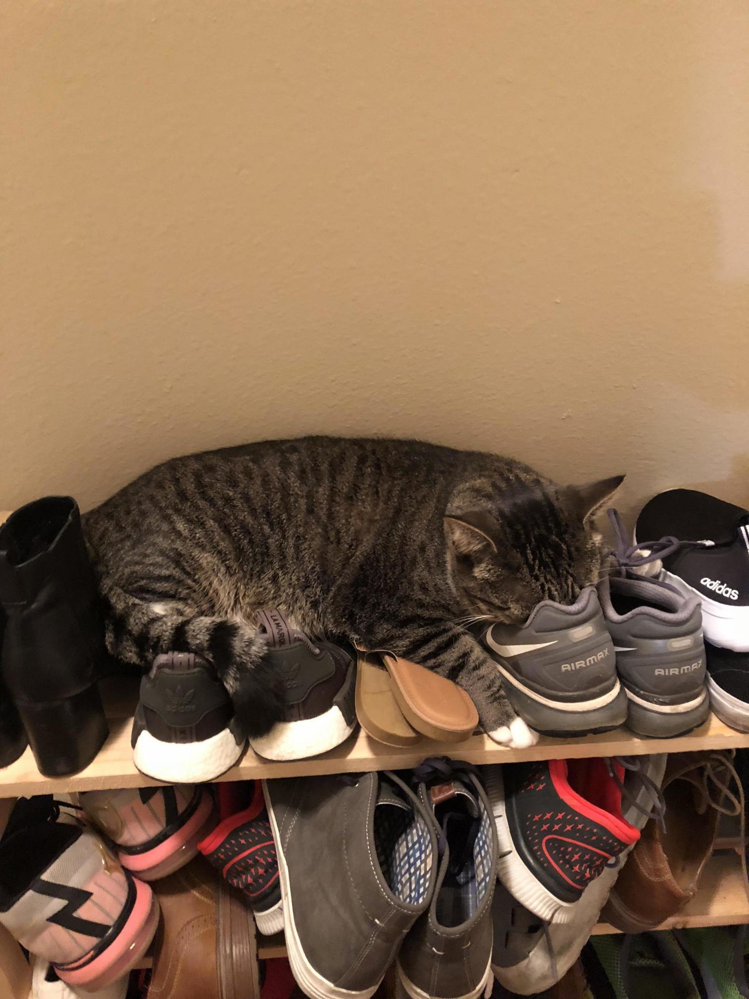 Found My Cat Sleeping Like This Lol