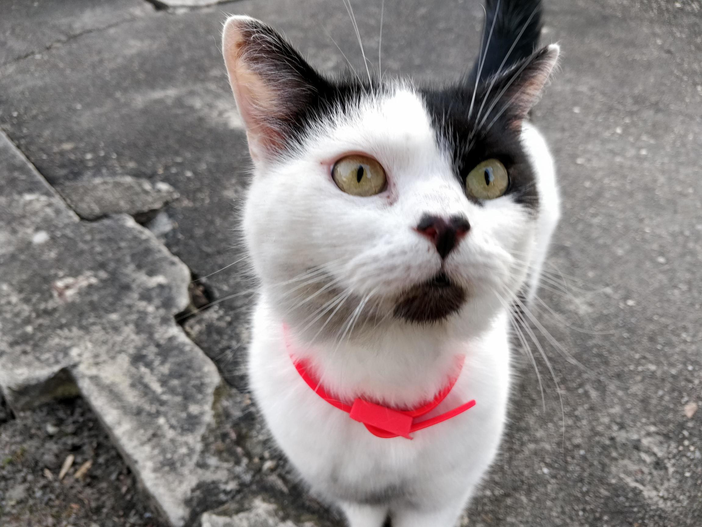 Found This Kitty with a Heart-shaped Nose Today!