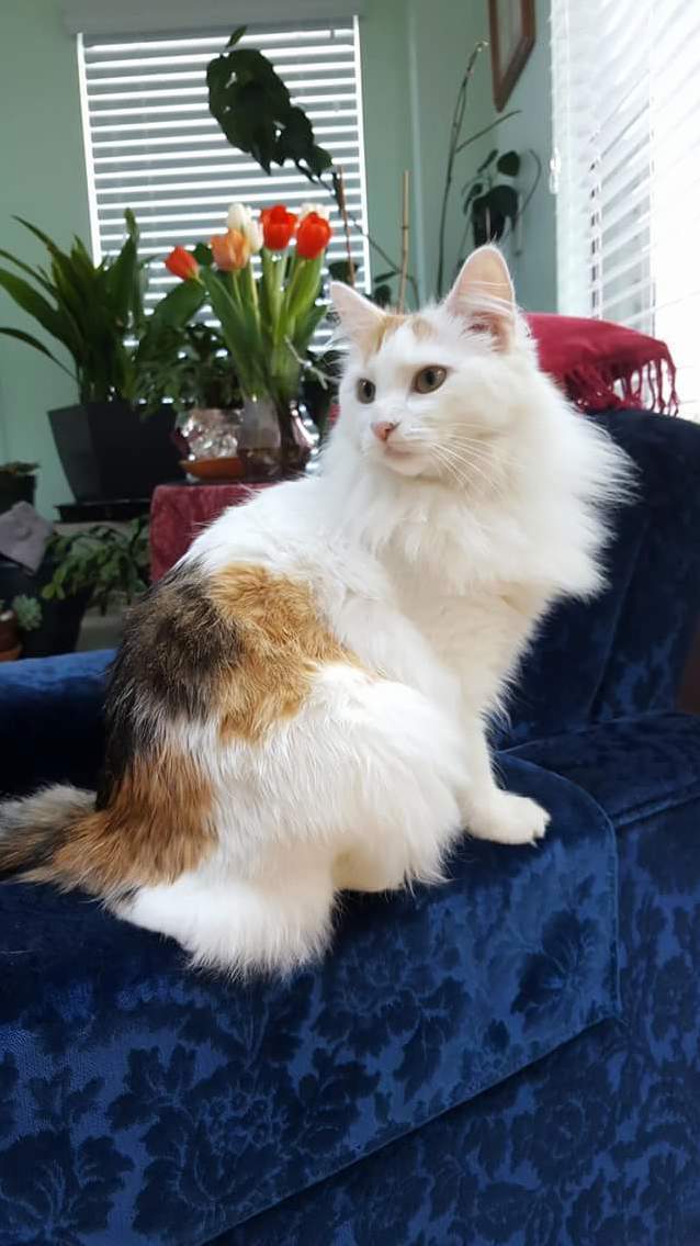 Gandalf and Her Lovely Coat.
