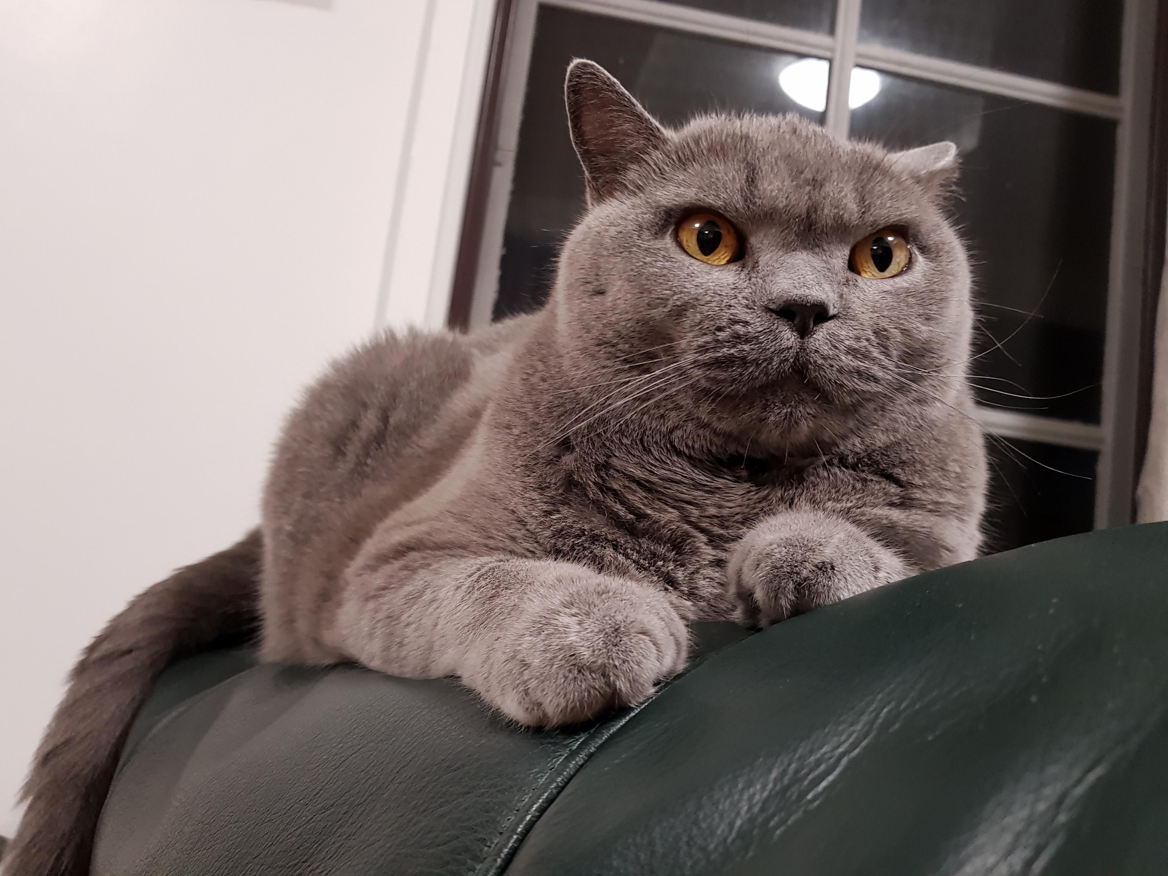 Gandalf the Grey.