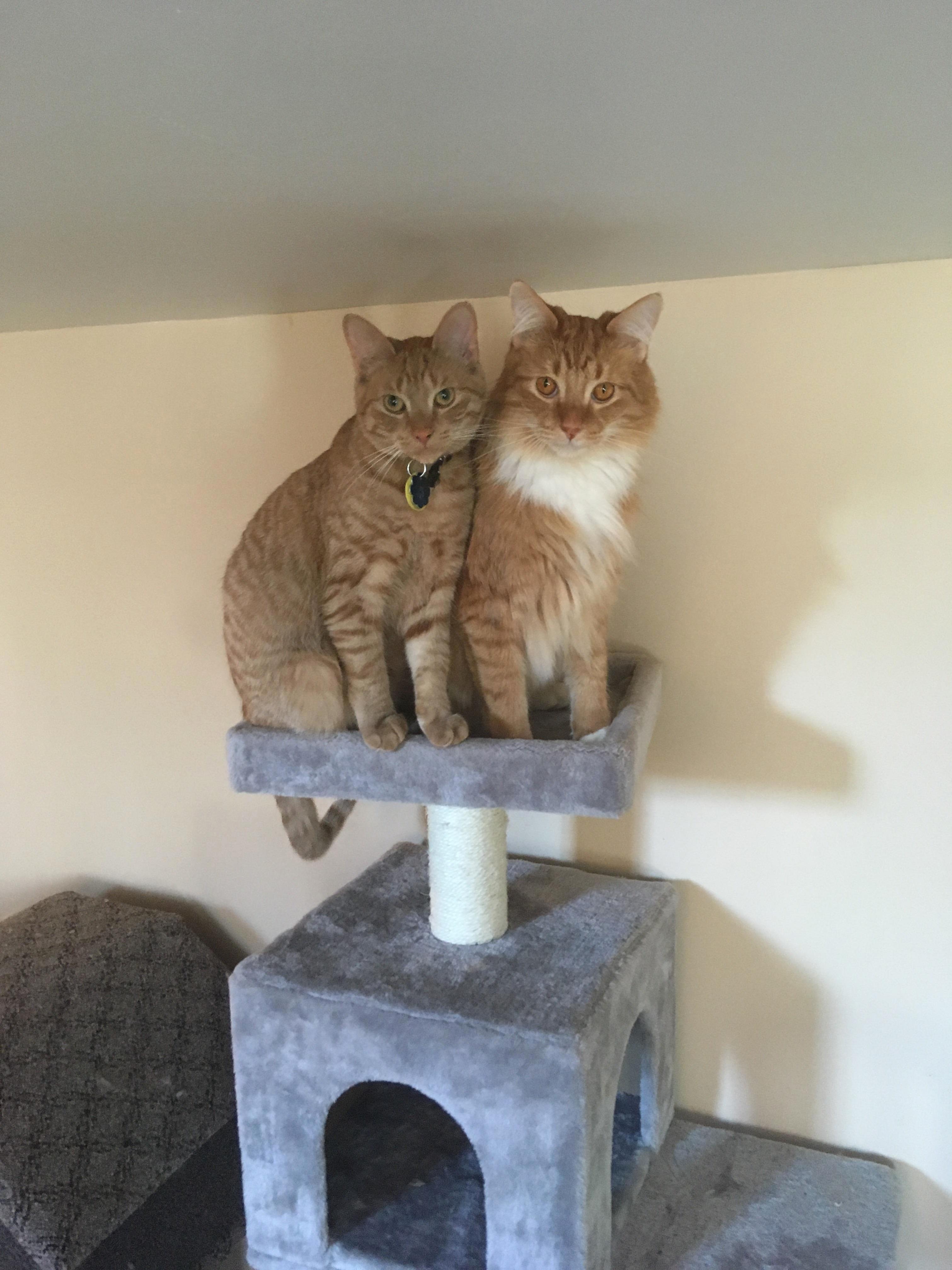 Ginger Partners in Crime