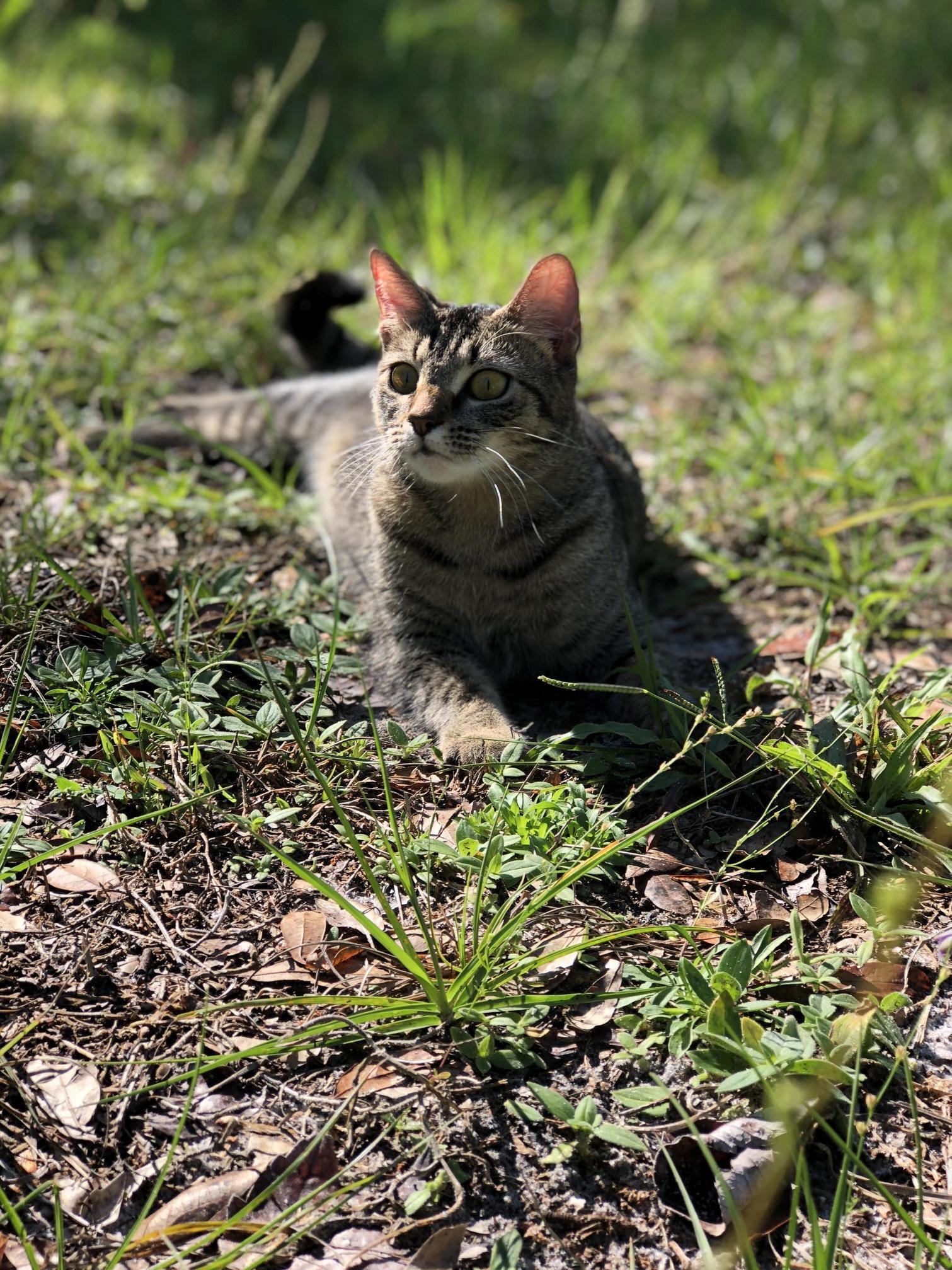 Gizmo Loves Laying in the Sun