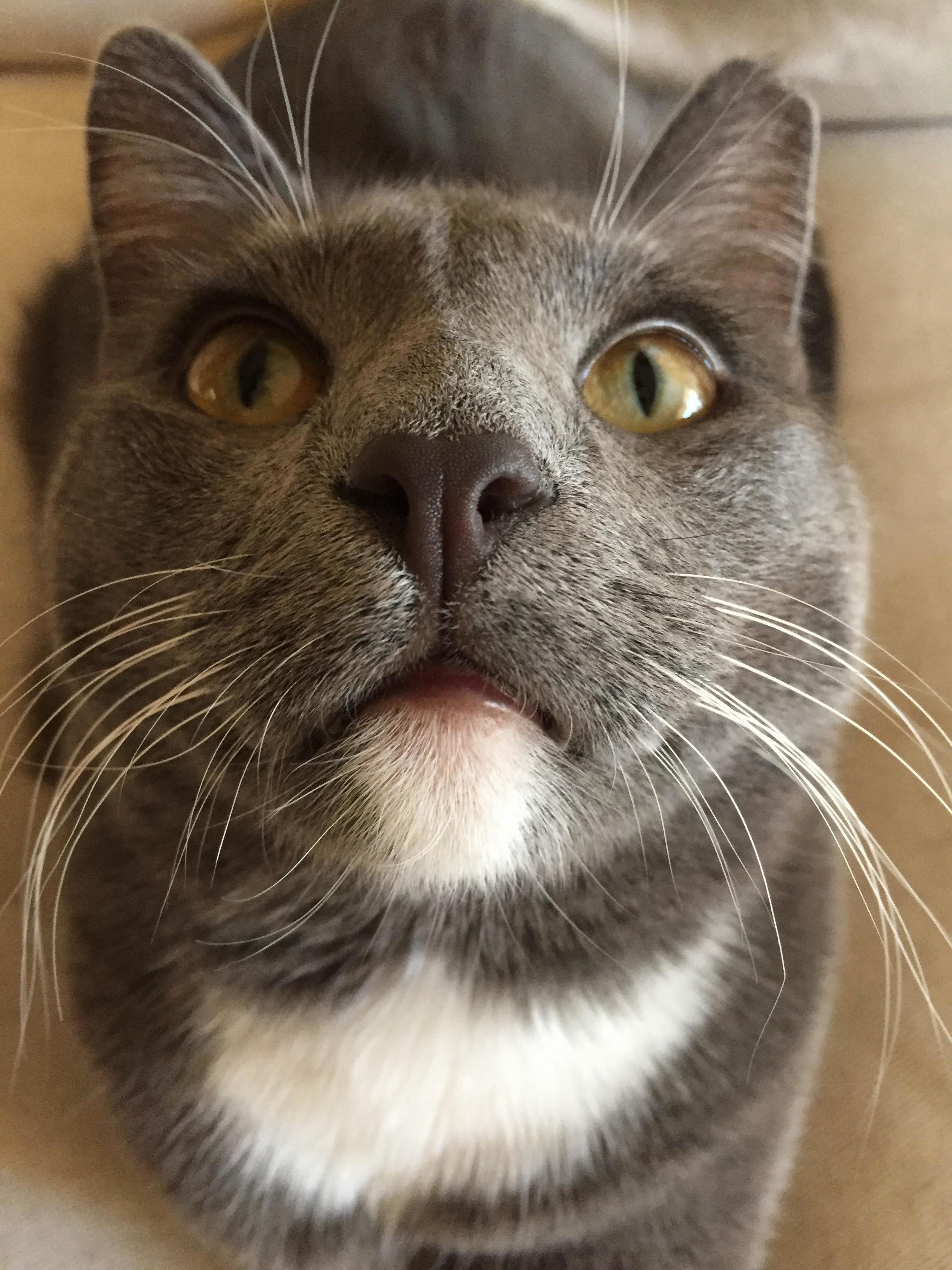 Go Ahead, Boop My Nose!
