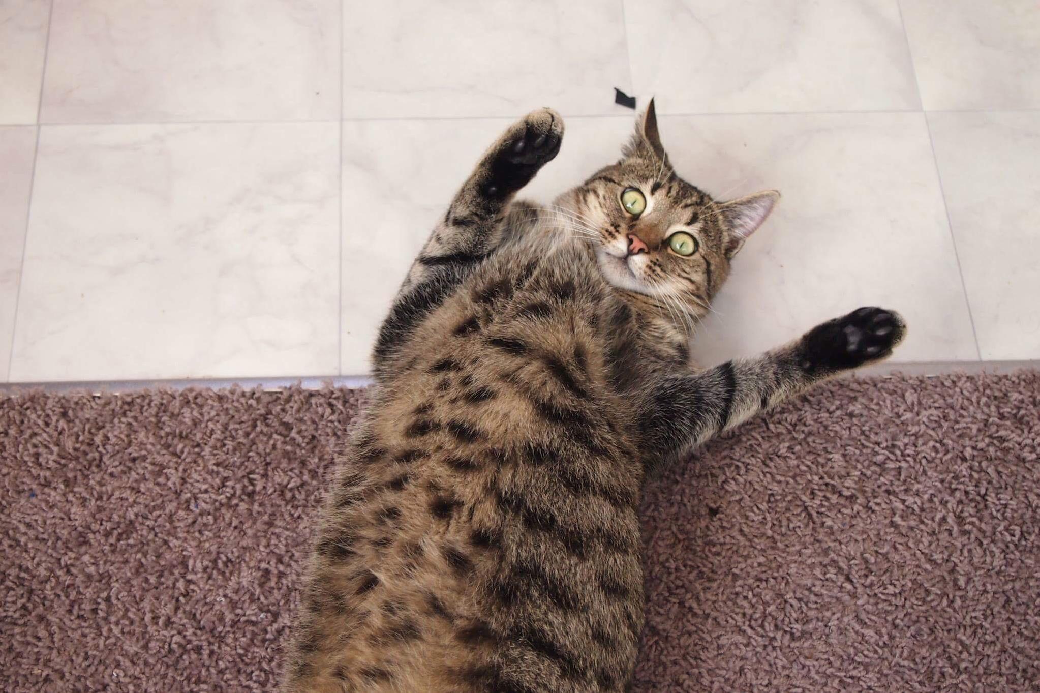 Gosh Human You Did Me a Frighten