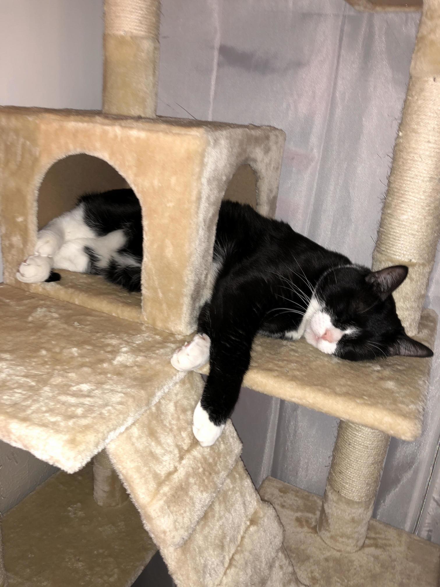 Got a New Cat Tree - He Made It Work!