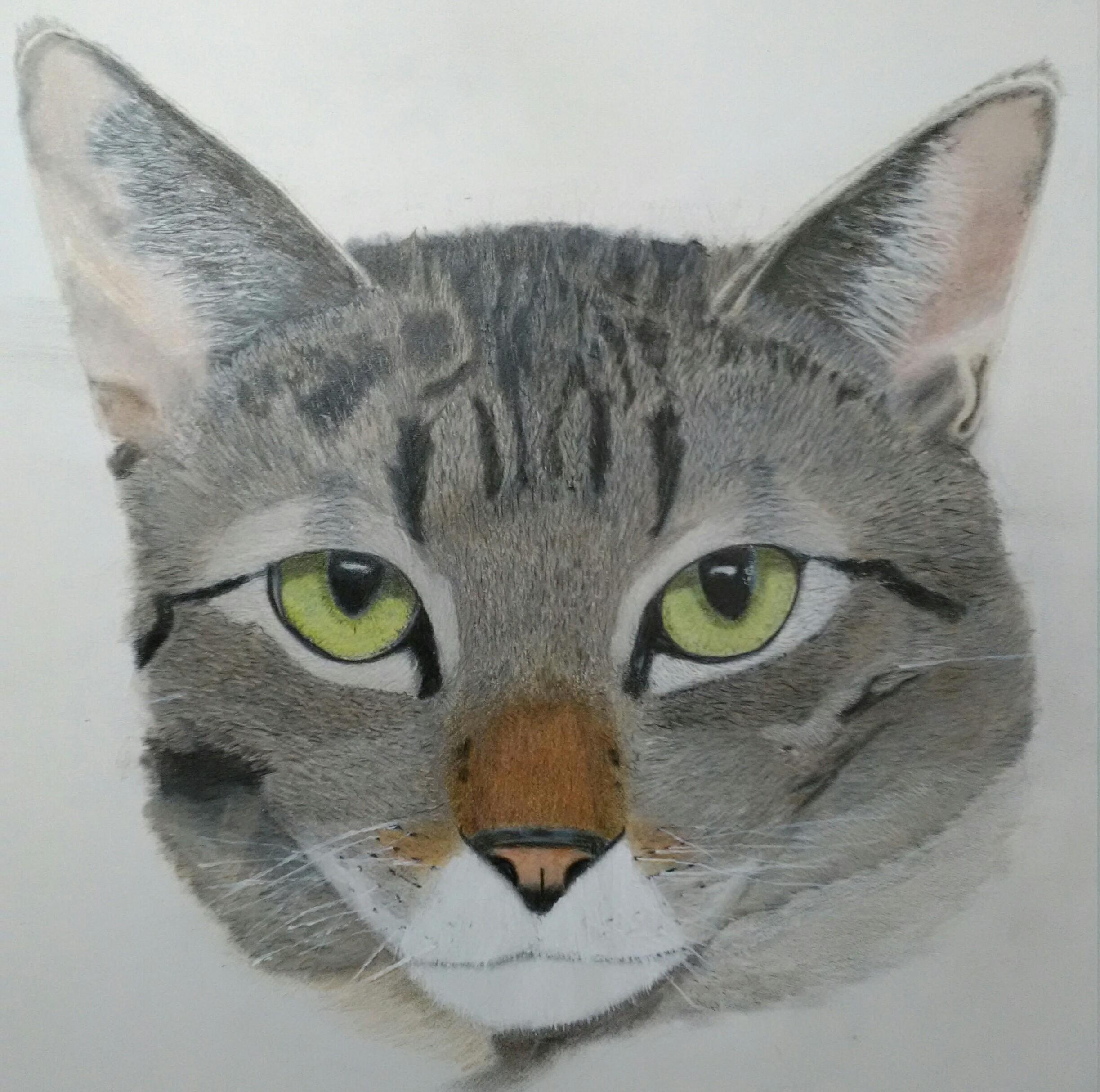 Gracie Is Finished...first Drawing Ever. Tips or Critiques Welcome.