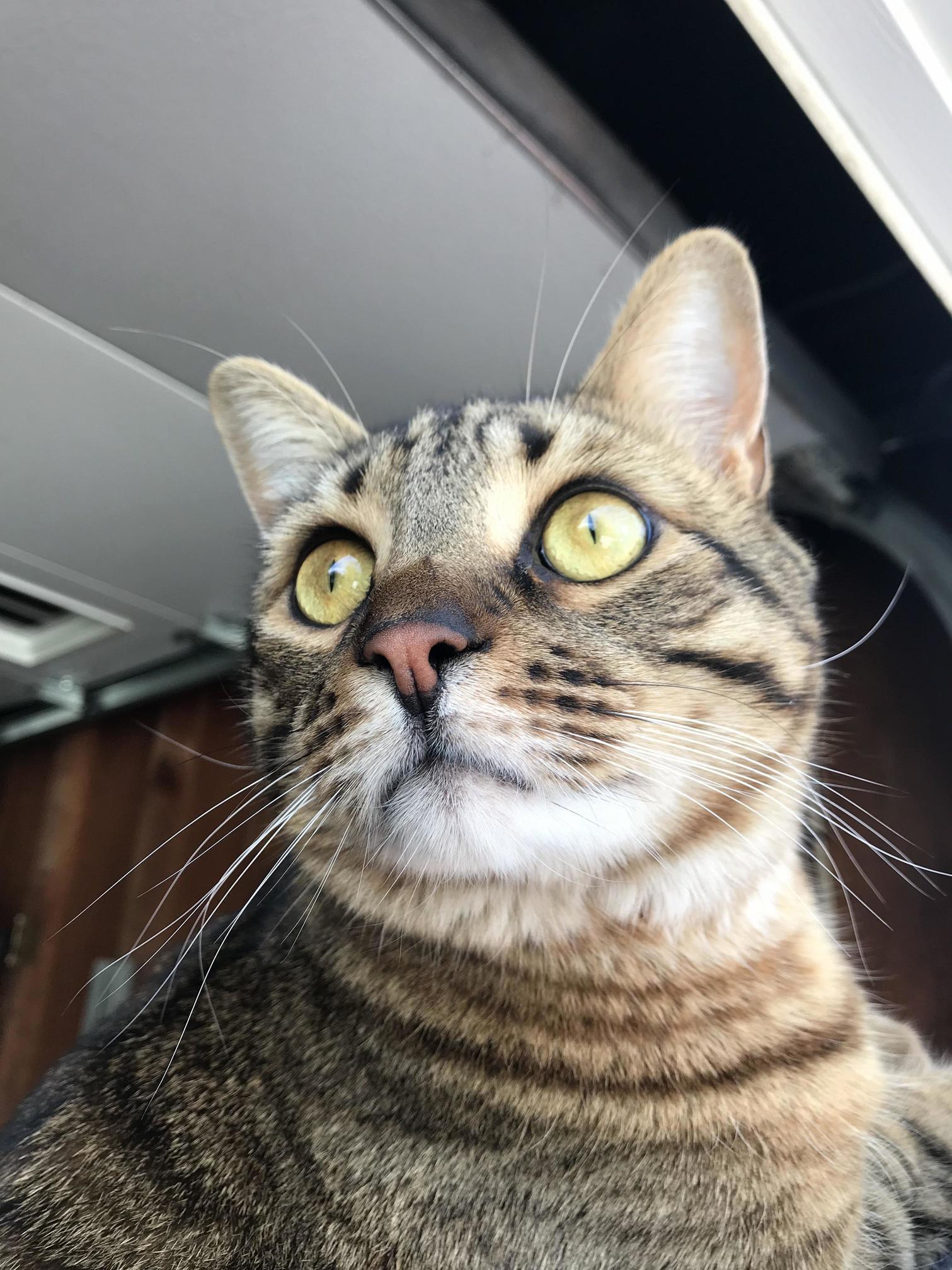 Gunner Saw a Bird.