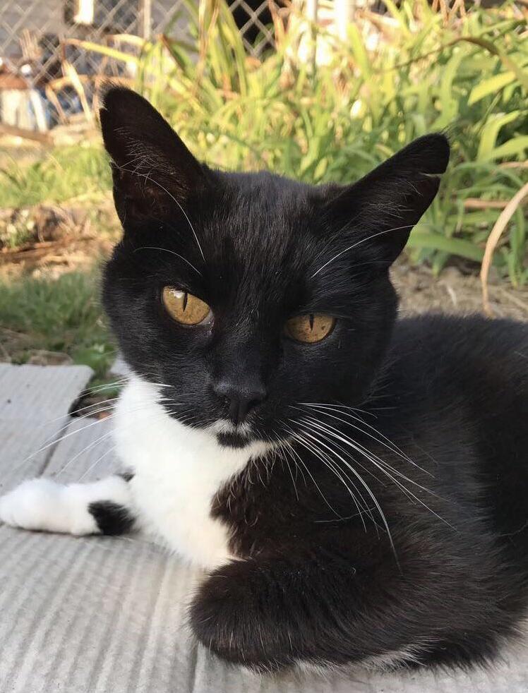 Had to Put Our Sweet Girl Down a Couple Days Ago. My Heart Hurts but Shes No Longer in Pain