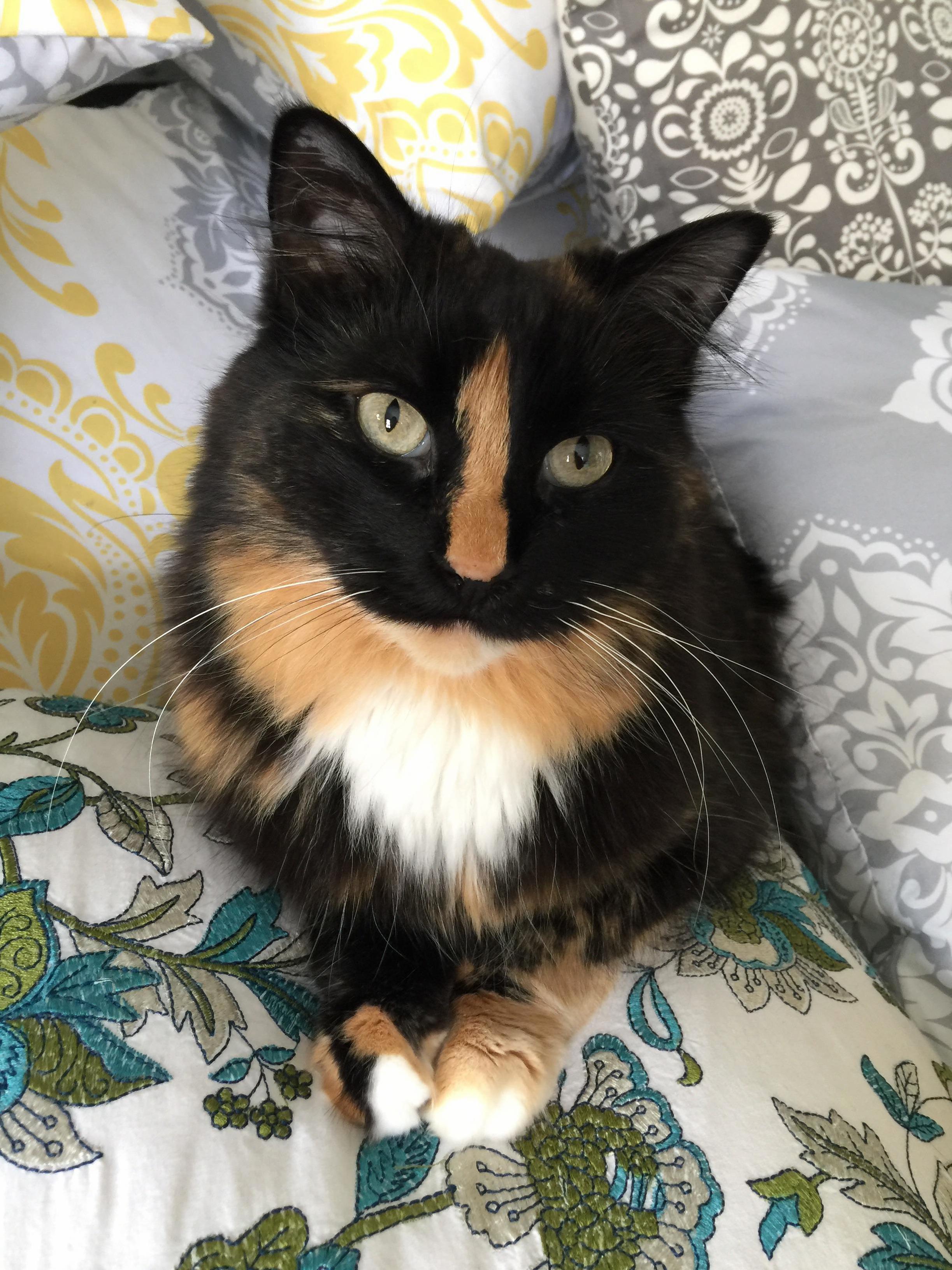 Had to Say Goodbye to This Sweet Babygirl Yesterday. ( Love You Always Leeloo. You Were Always Such a Happy Girl. 5 Years Was Too Short, but Im So Glad You Are Part of My Life.