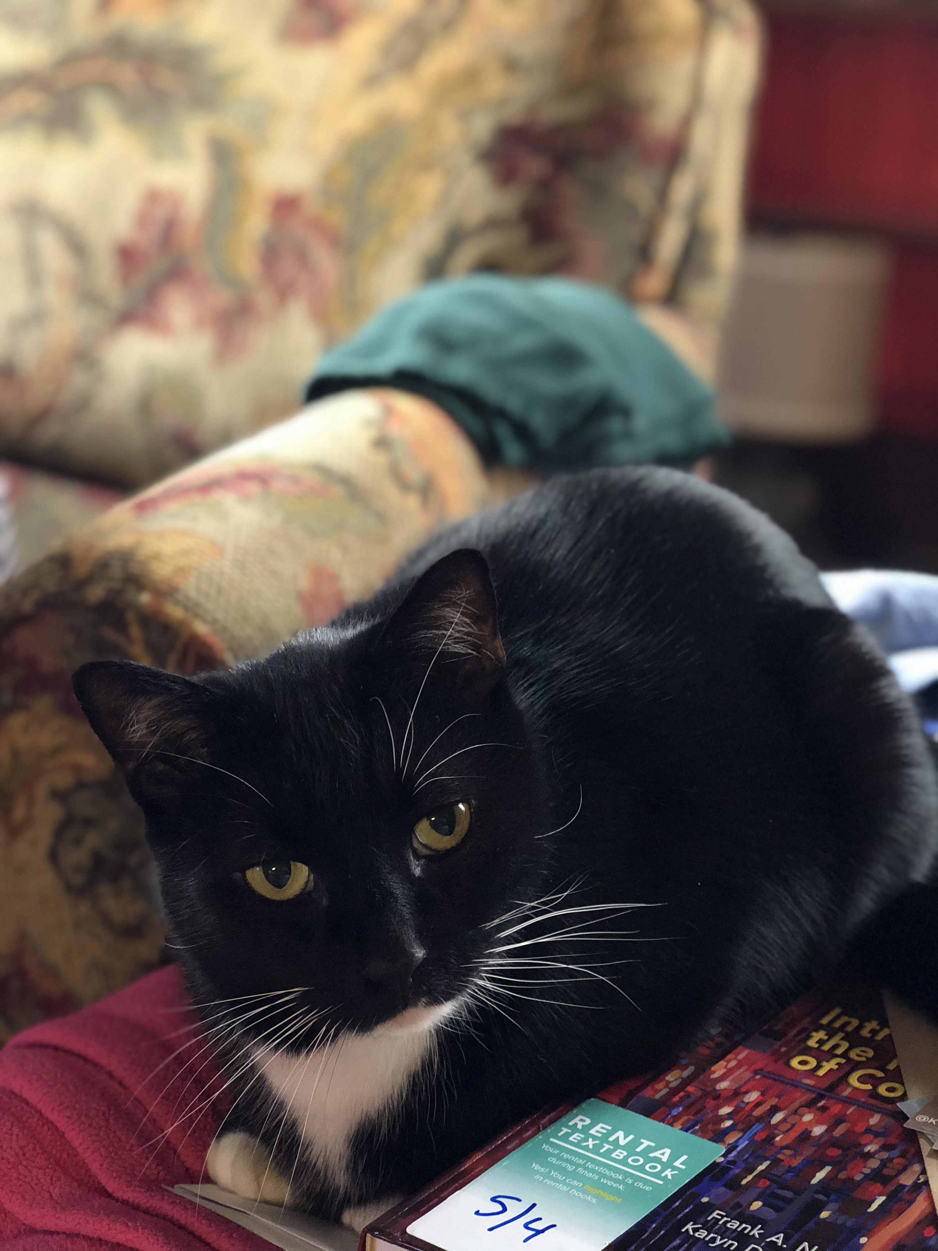 Handsome Boy Franklin
