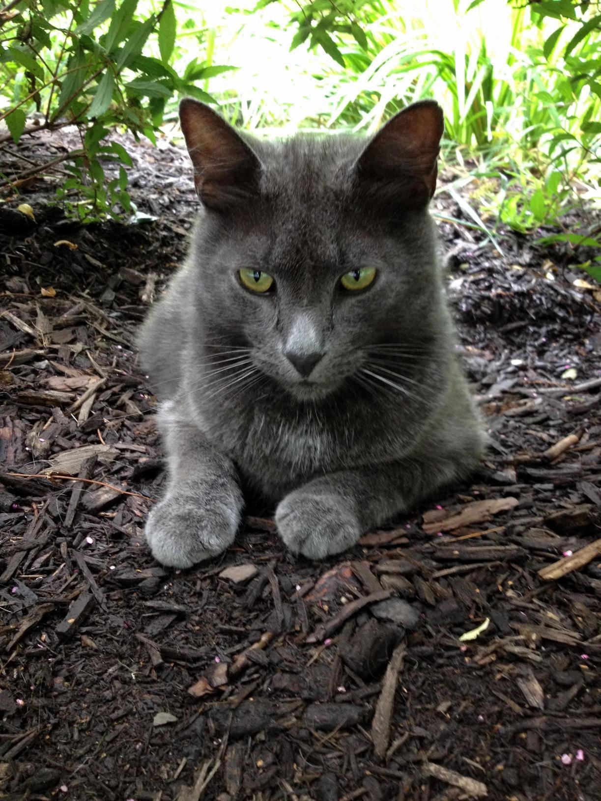 Happy 12th Birthday to My Most Beautiful Boy, Vladimir!