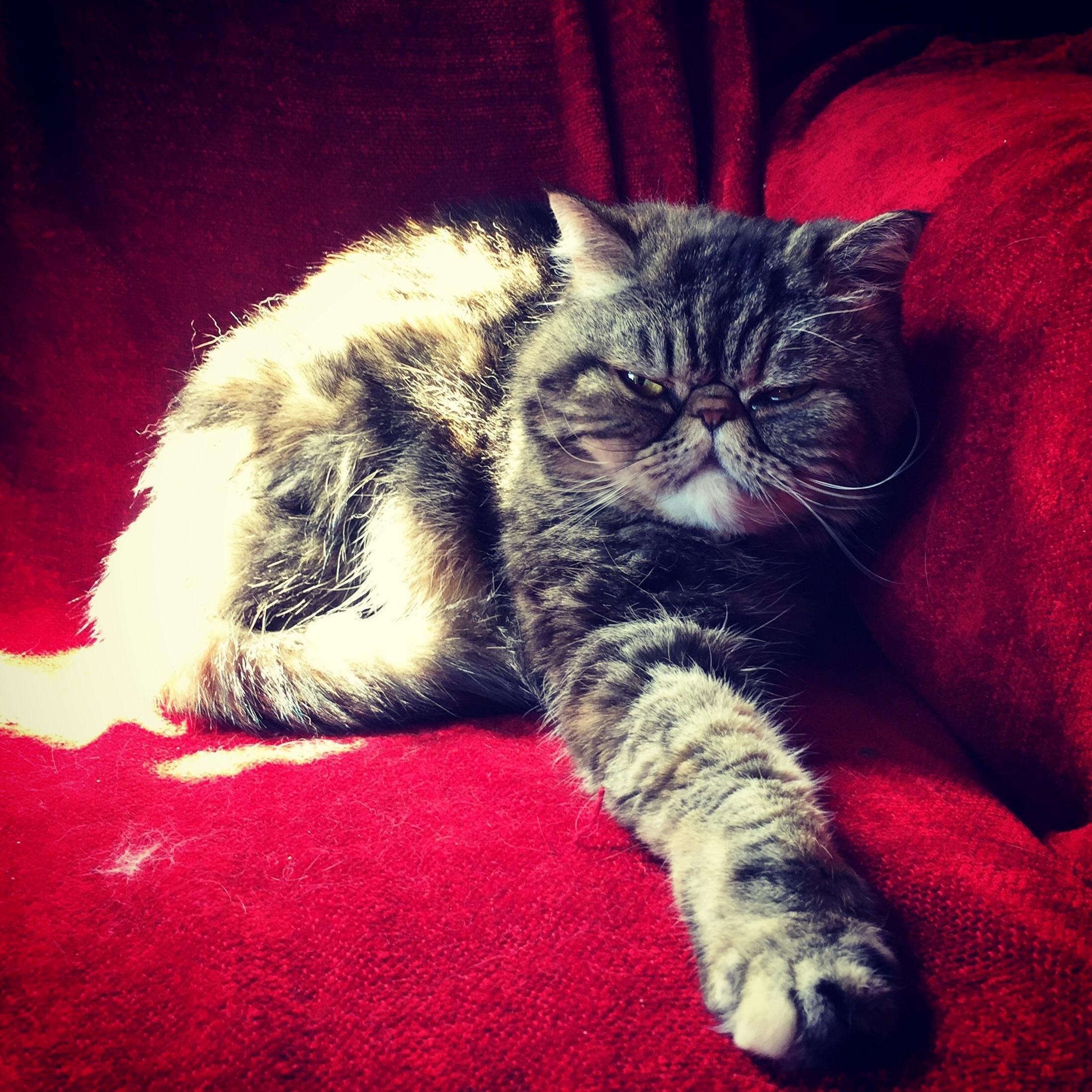Happy Caturday. Find a Sunbeam and Enjoy!