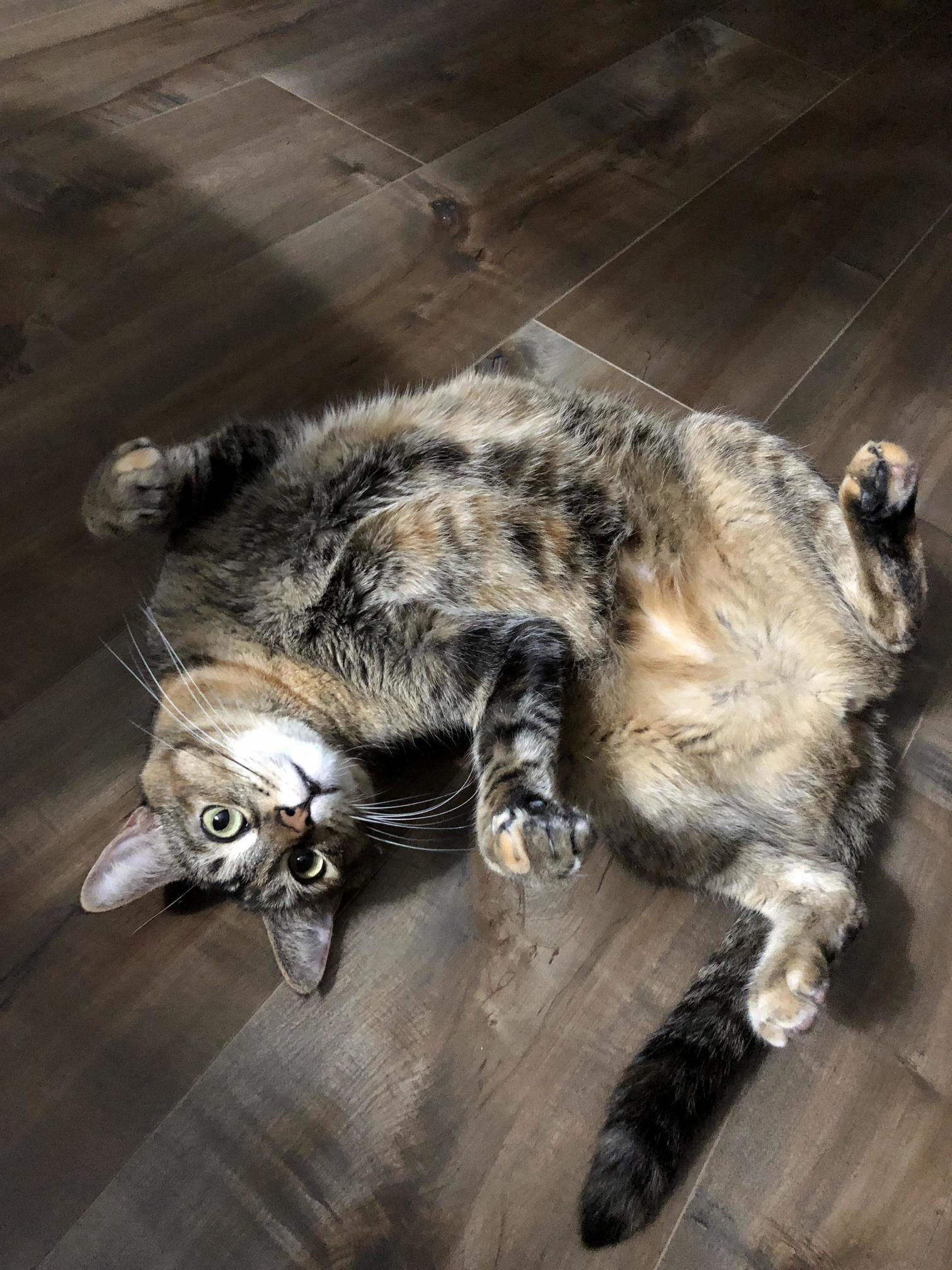 Happy Caturday!!