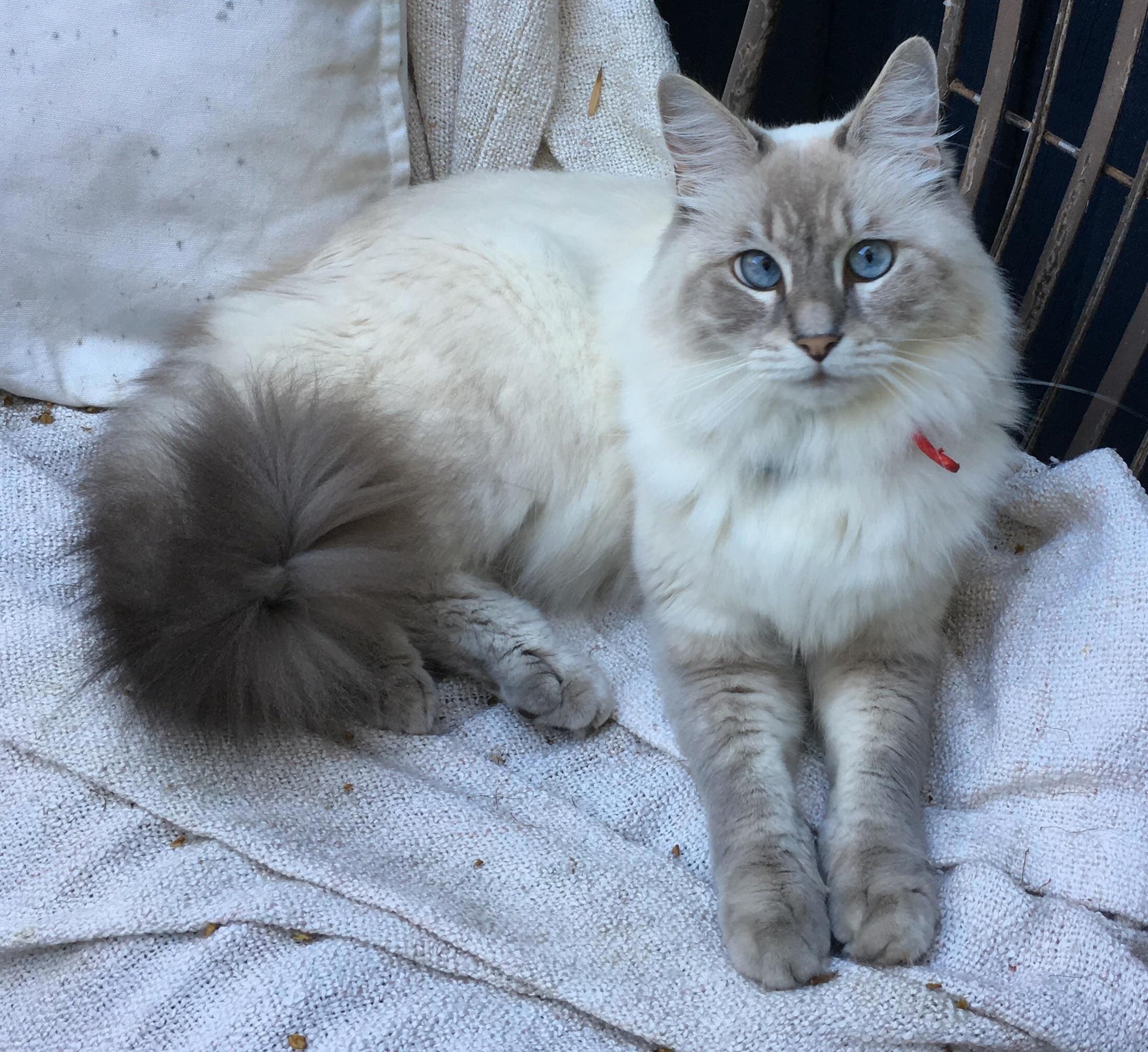 Harry the Beautiful Blue Eyed Puss