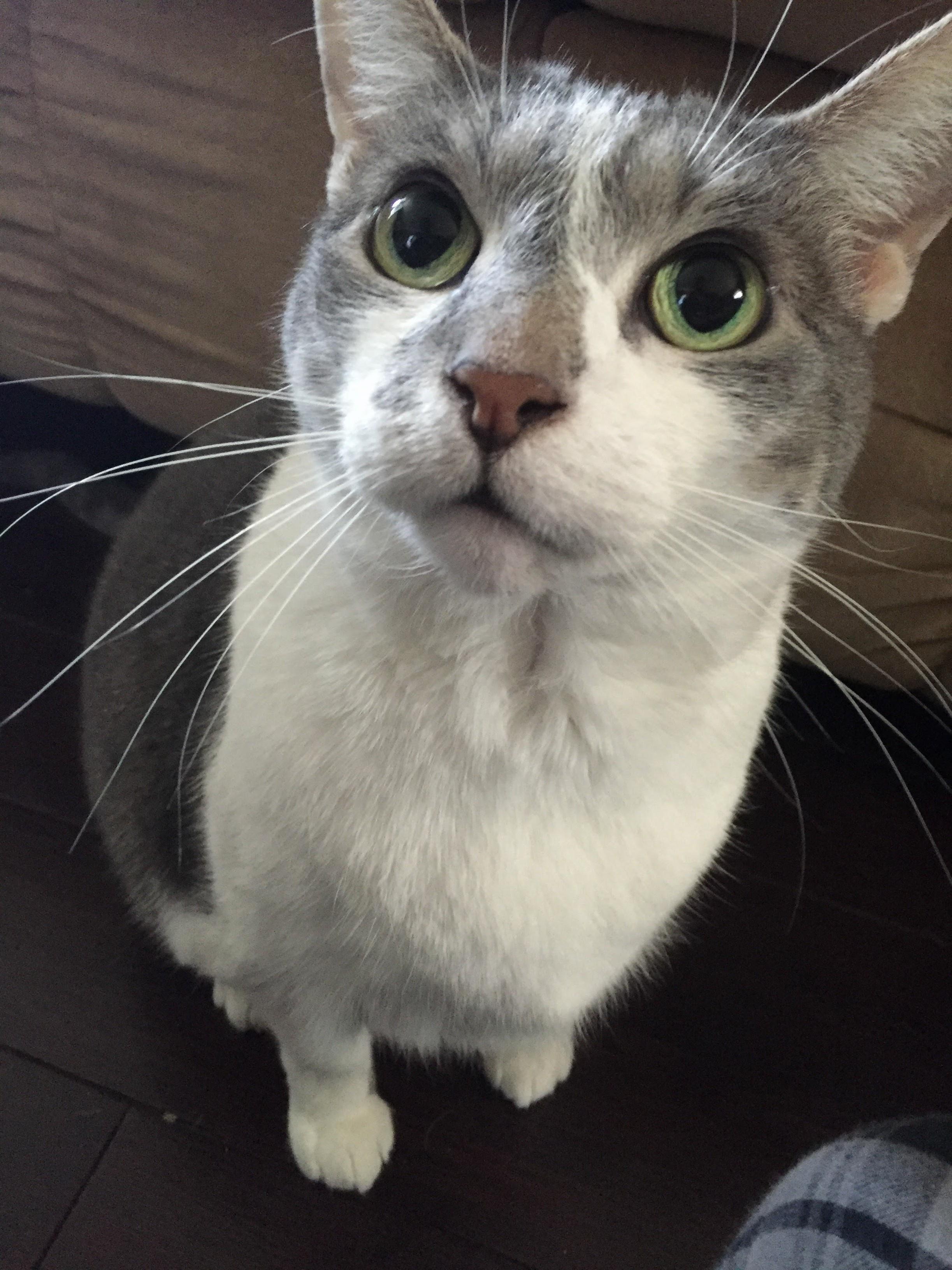 Have You Seen This Cat (Info in Comments)