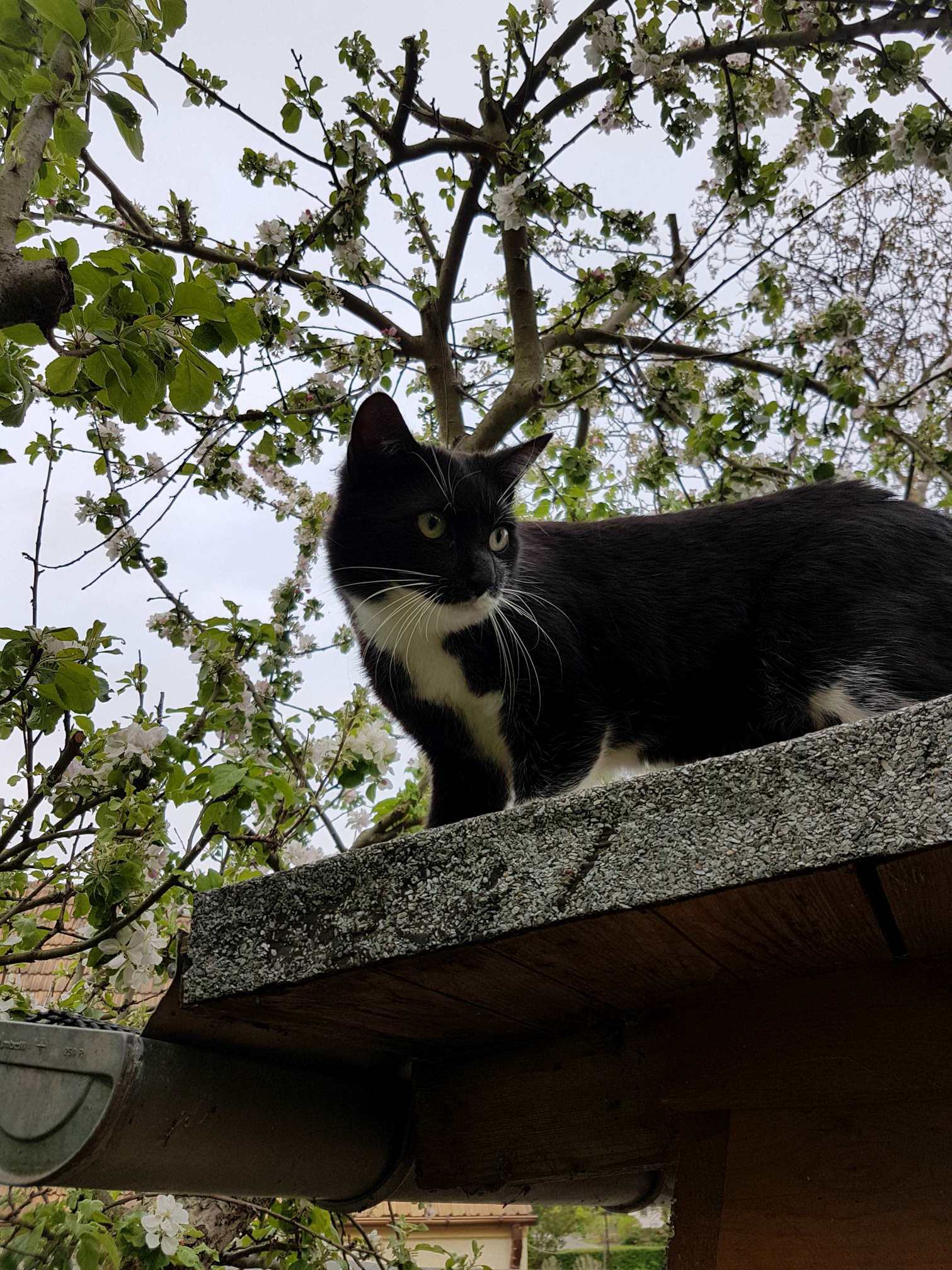 He Doesnt Seem to Trust the Lawnmower, but I Finally Got a Picture of Him Thats Not Blurry.