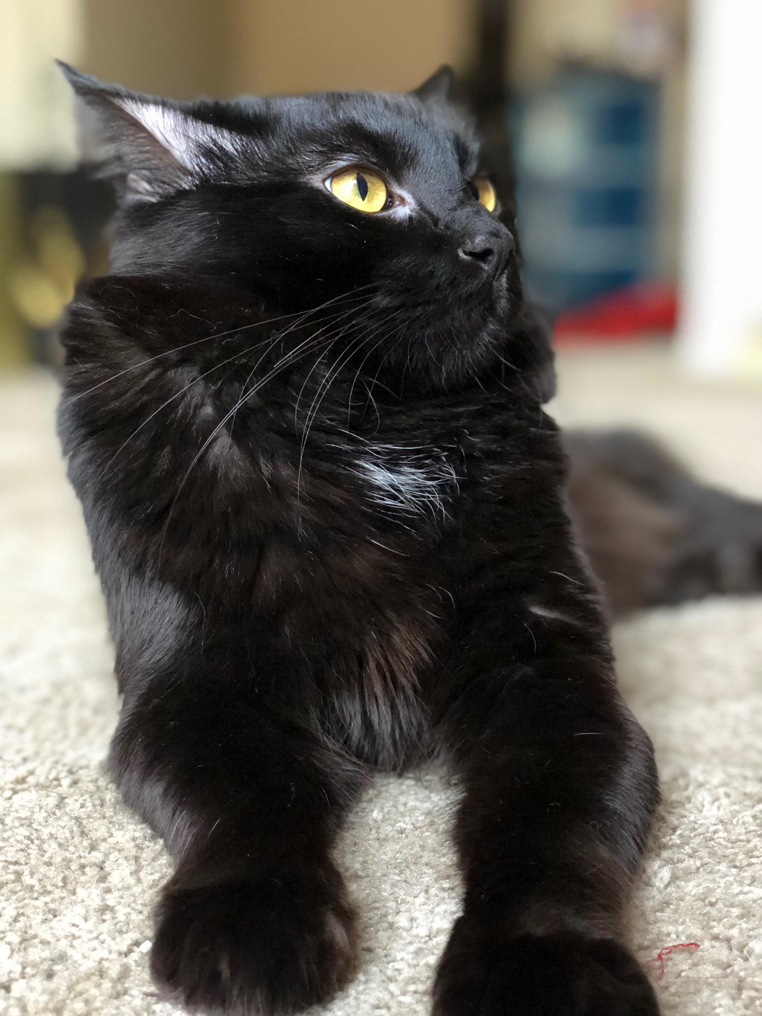 He Is So Majestic.