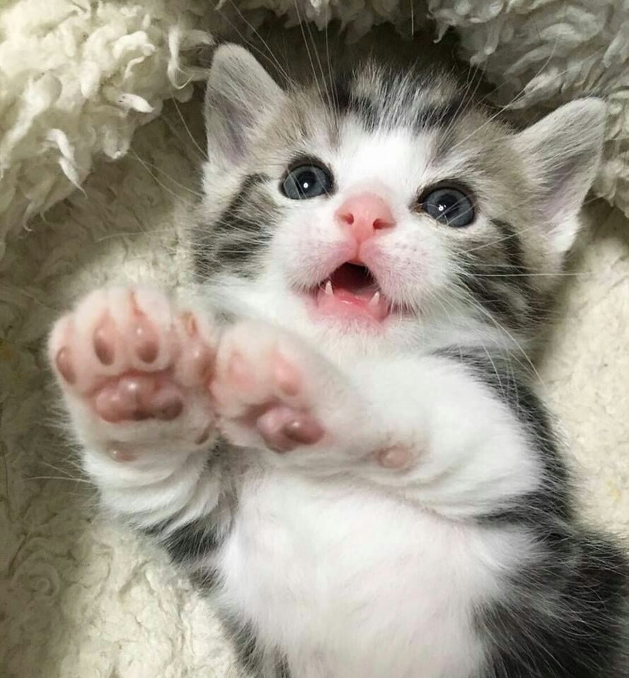 He Likes to Play with Me!