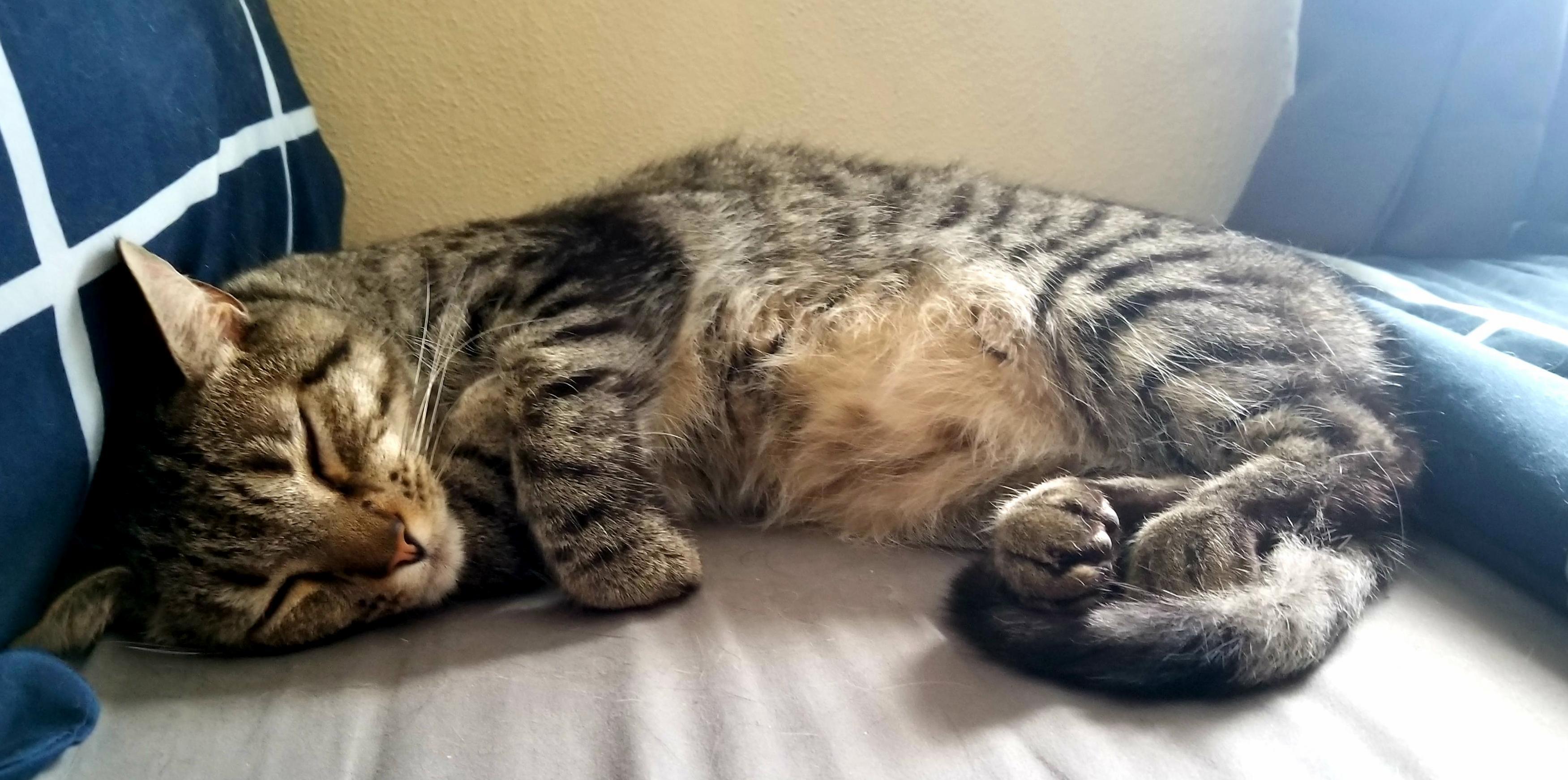 He Makes Sure to Wait Until Im Home to Have a Snooze.