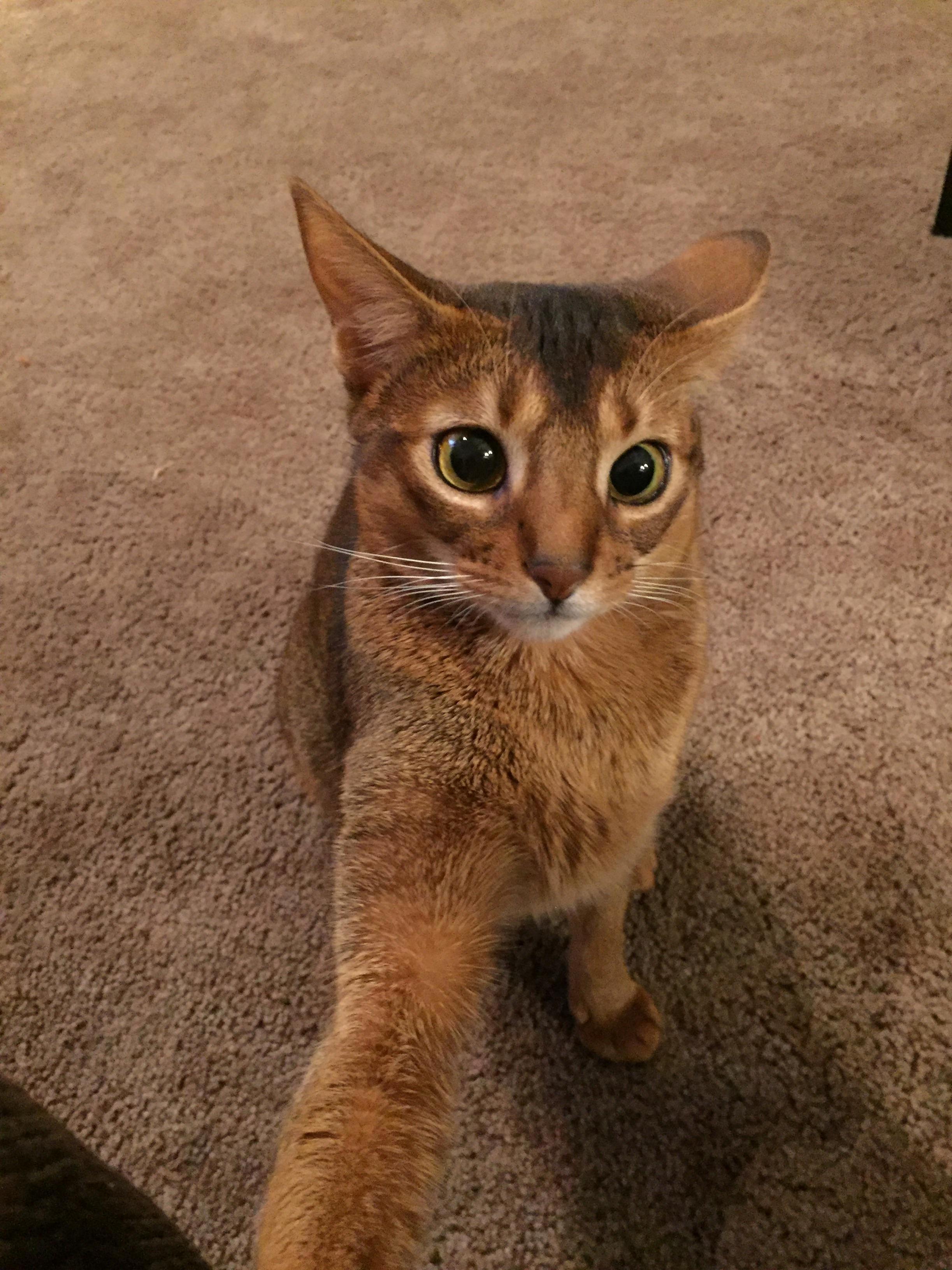 Her Claw Was Stuck on the Couch, She Looks Scared
