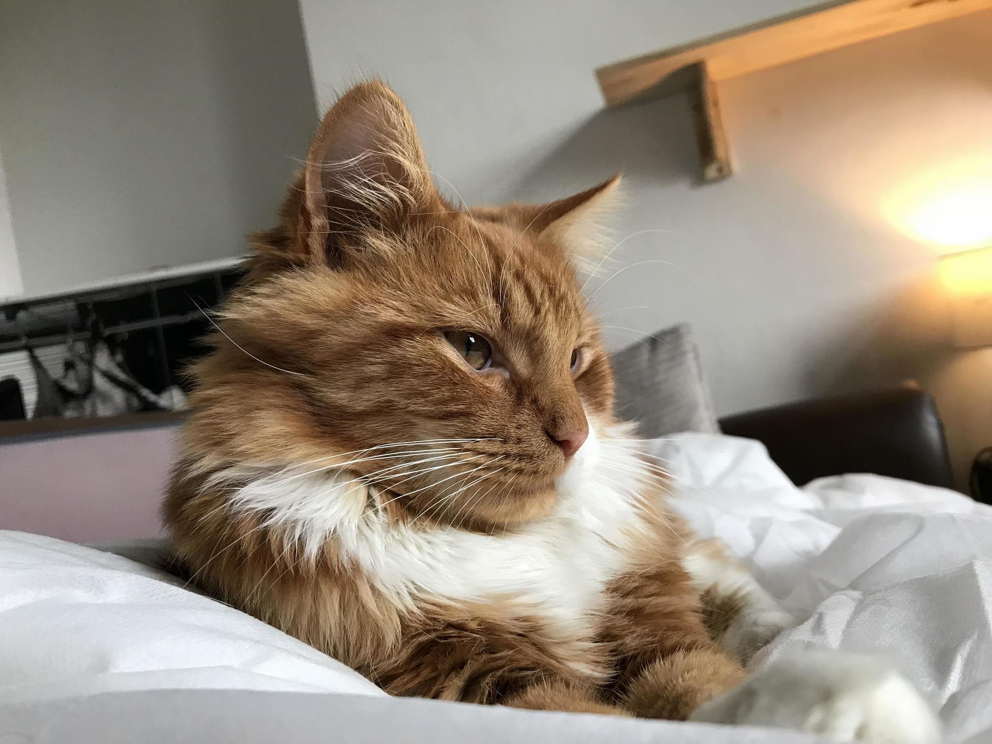 Heres My Cat George. Im Looking for Advice! Please Tell Me About How Youre Boys Personalities Changed As They Grew Older!