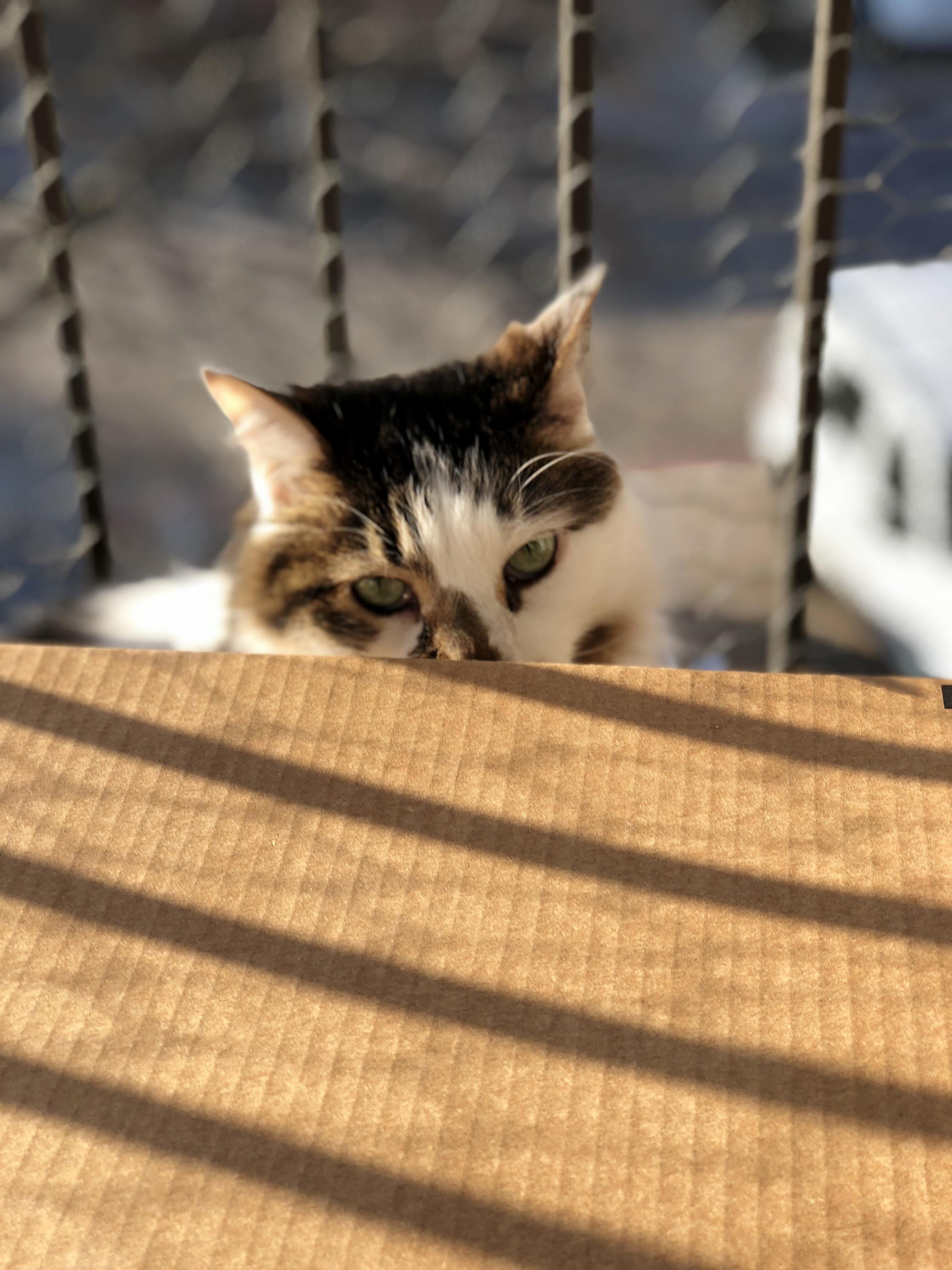Heres Sunny Playing Peek-a-boo.