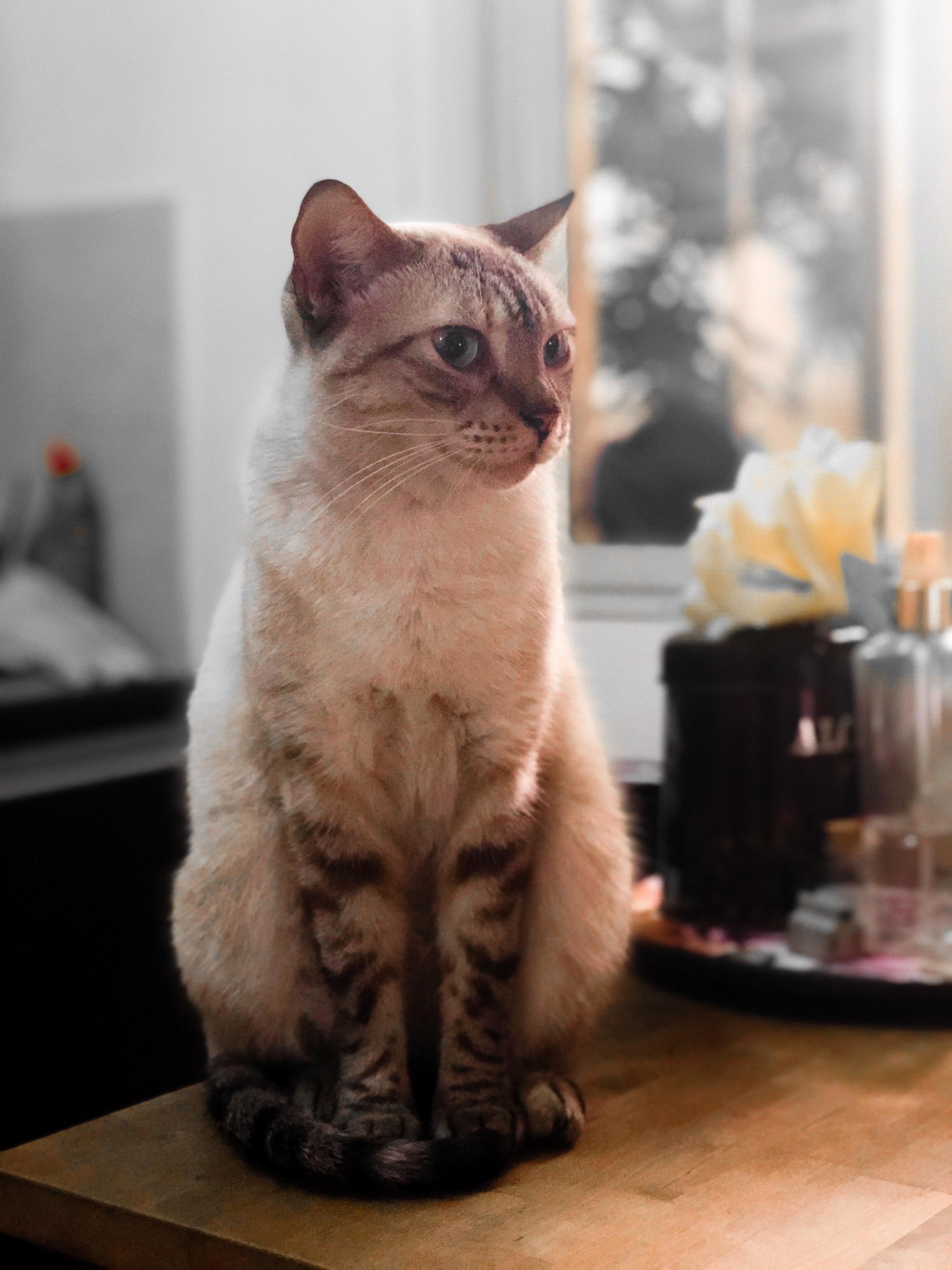 Hey Reddit, Meet Luna.