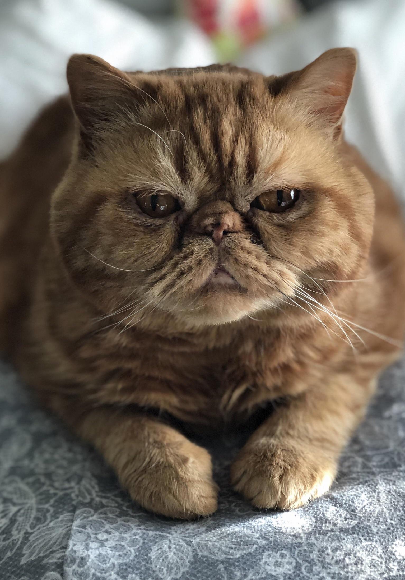 Hes Come Unloafed