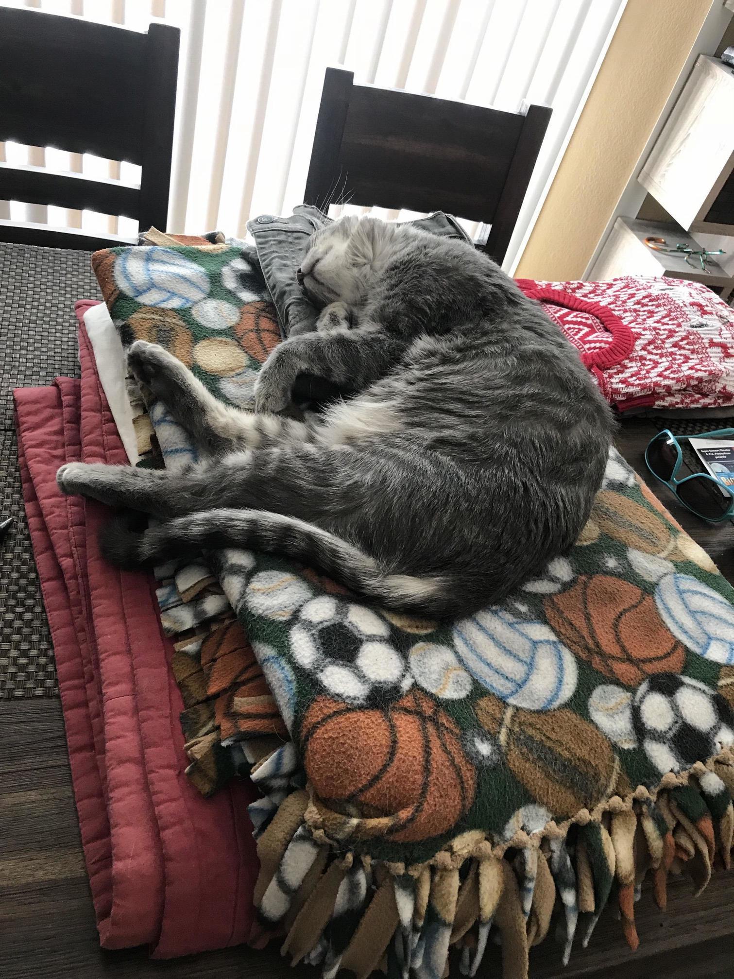 Hes Turned Our Table, Blankets and My Jeans Into His Personal Throne. Every Morning After Breakfast This Is His Routine.