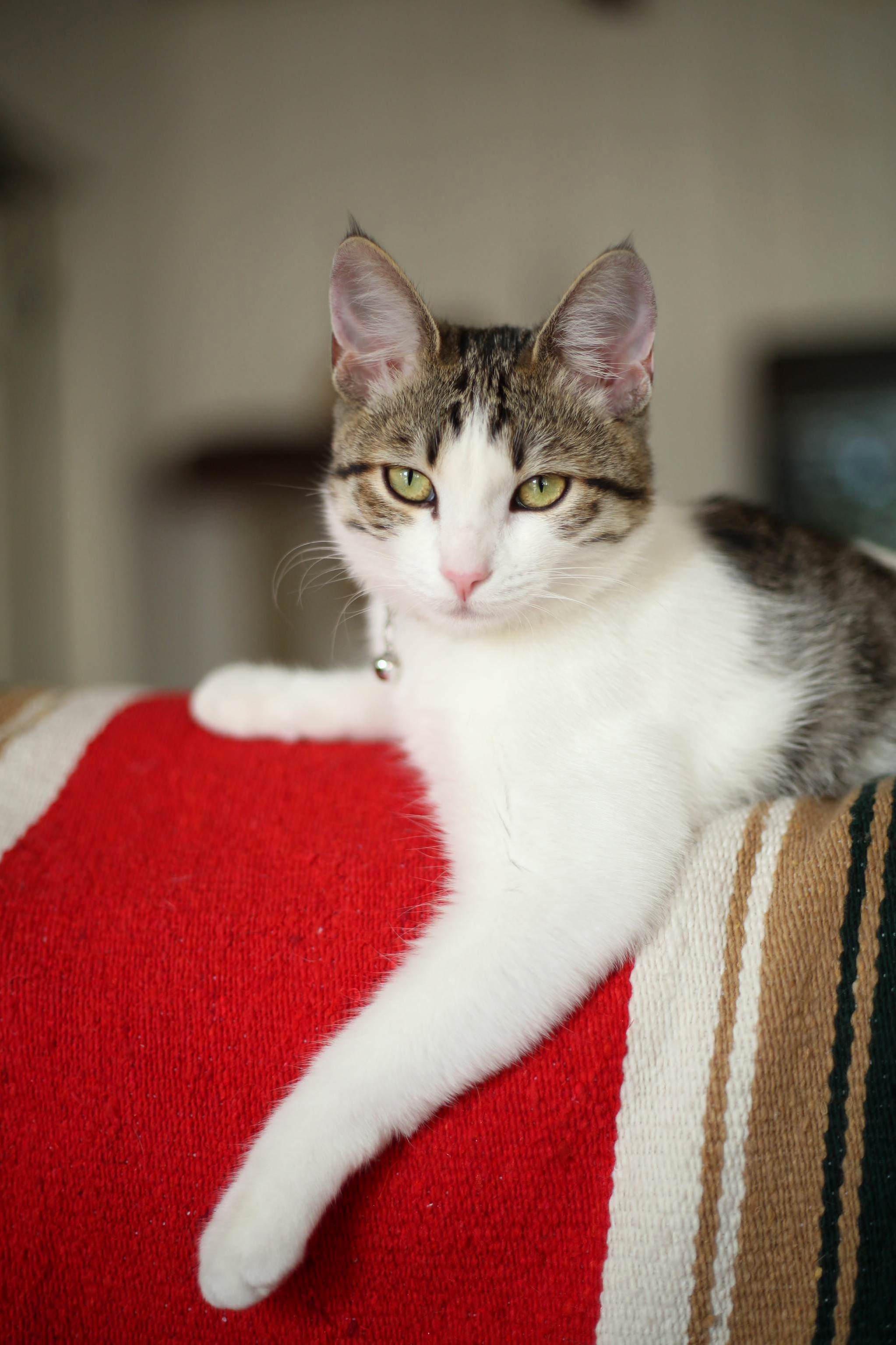 Hi My Name Is Pixel and I Will Be Auditioning for the Role of Grizabella.