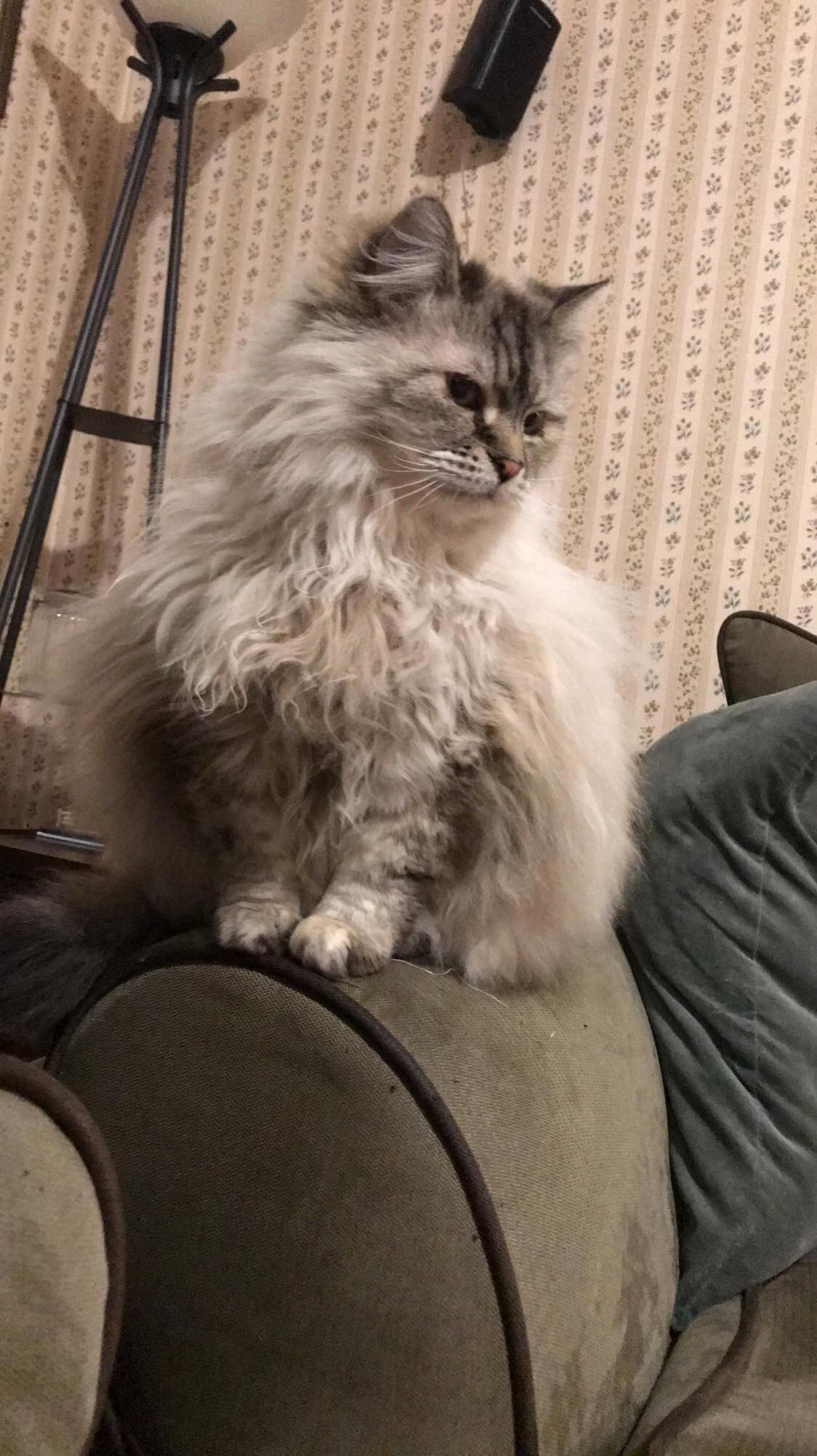 Hi Reddit Meet Maize