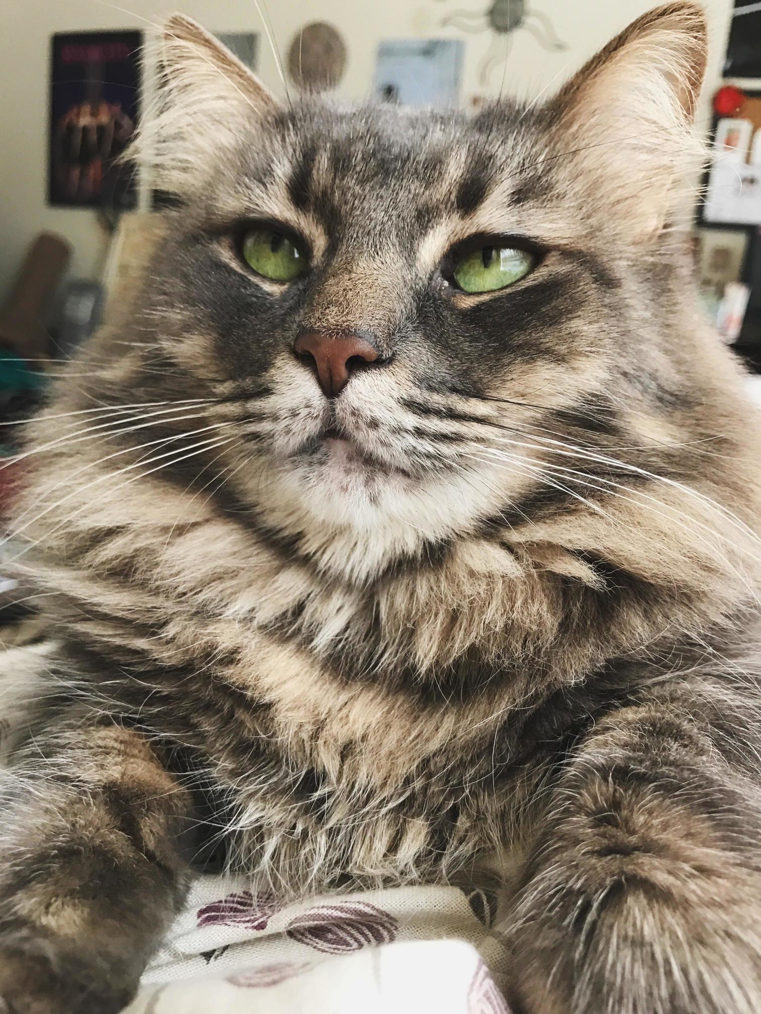 His Majesty in All His Fluff