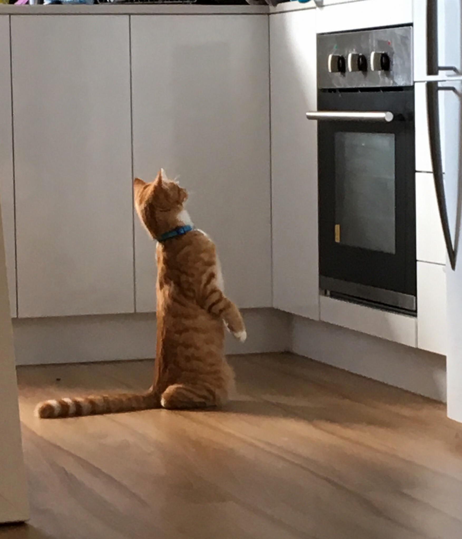 Hobbes Was Probably a Meerkat in a Past Life.