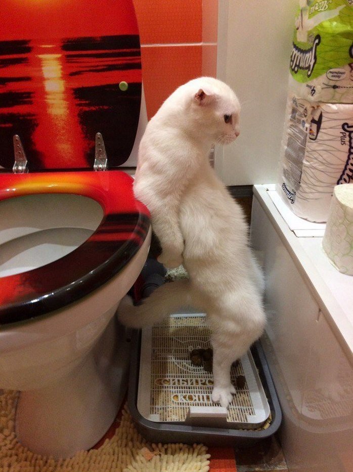How Cat Become Human. the First Step...