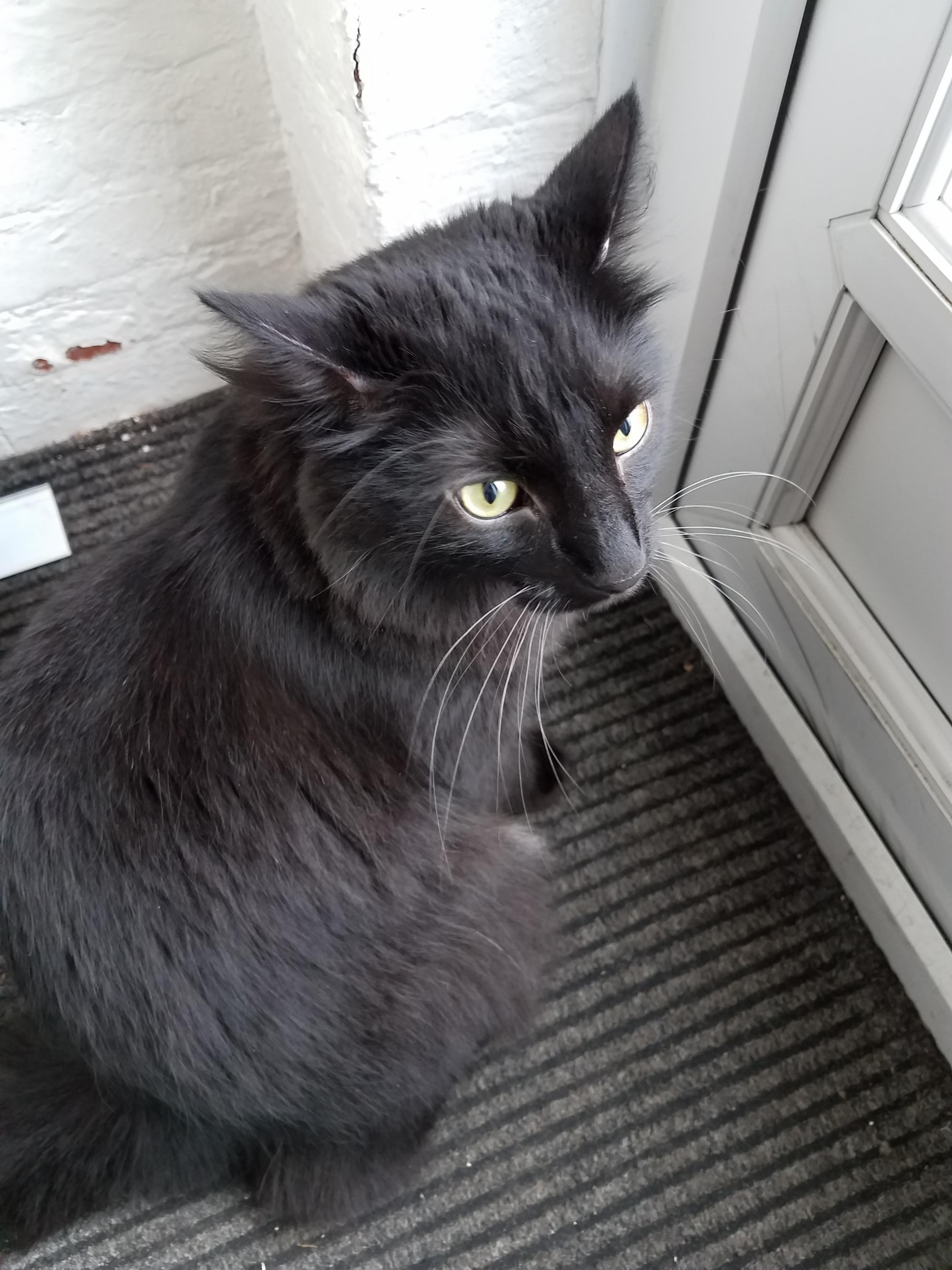 I Am Wondering What Breed of Cat He Is.