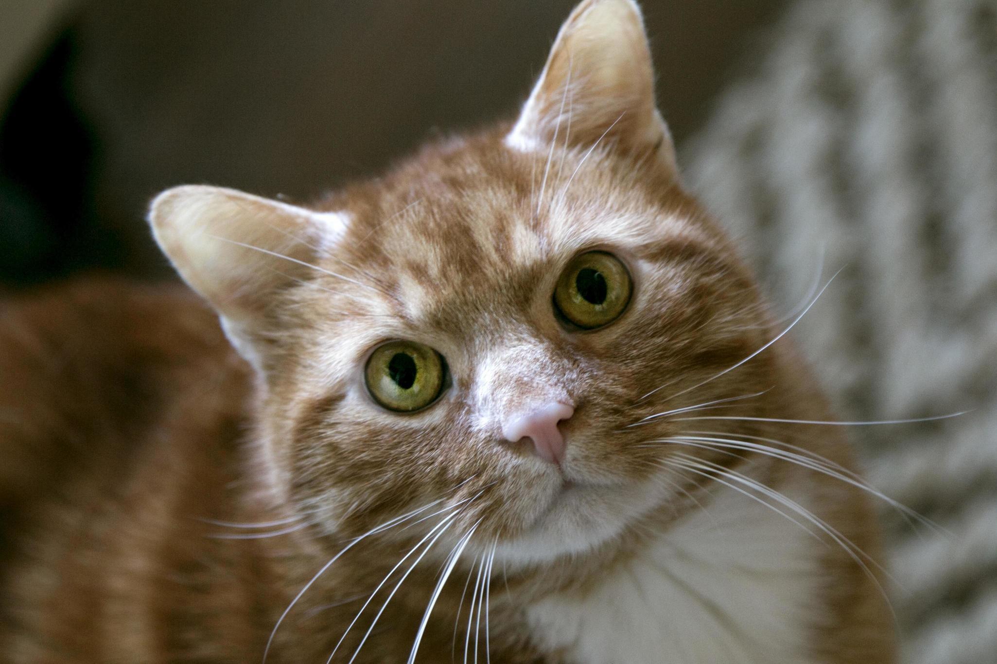 I Couldnt Resist Taking a Photo of My Neighbors Cat with Those Eyes!