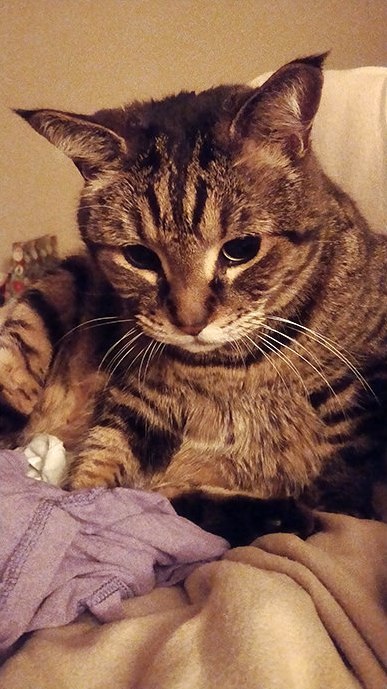 I Dont Want My Tabby to Ever Go! ;(