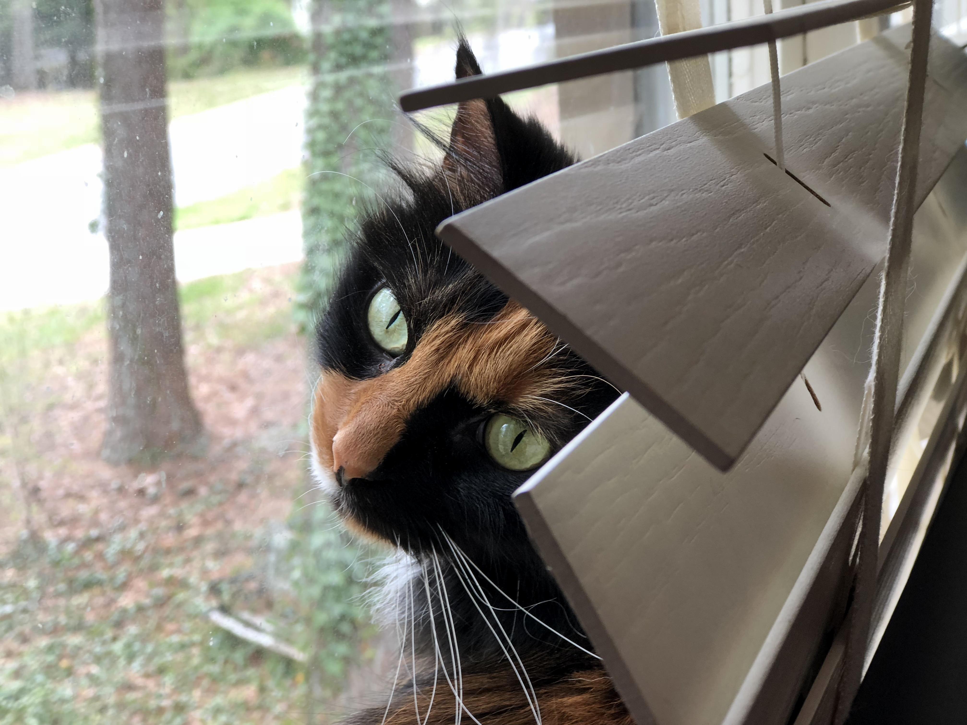 I Found My Fat Cats New Napping Spot Smooshed Between the Window and a Dresser. I Dont Know How She Fits.