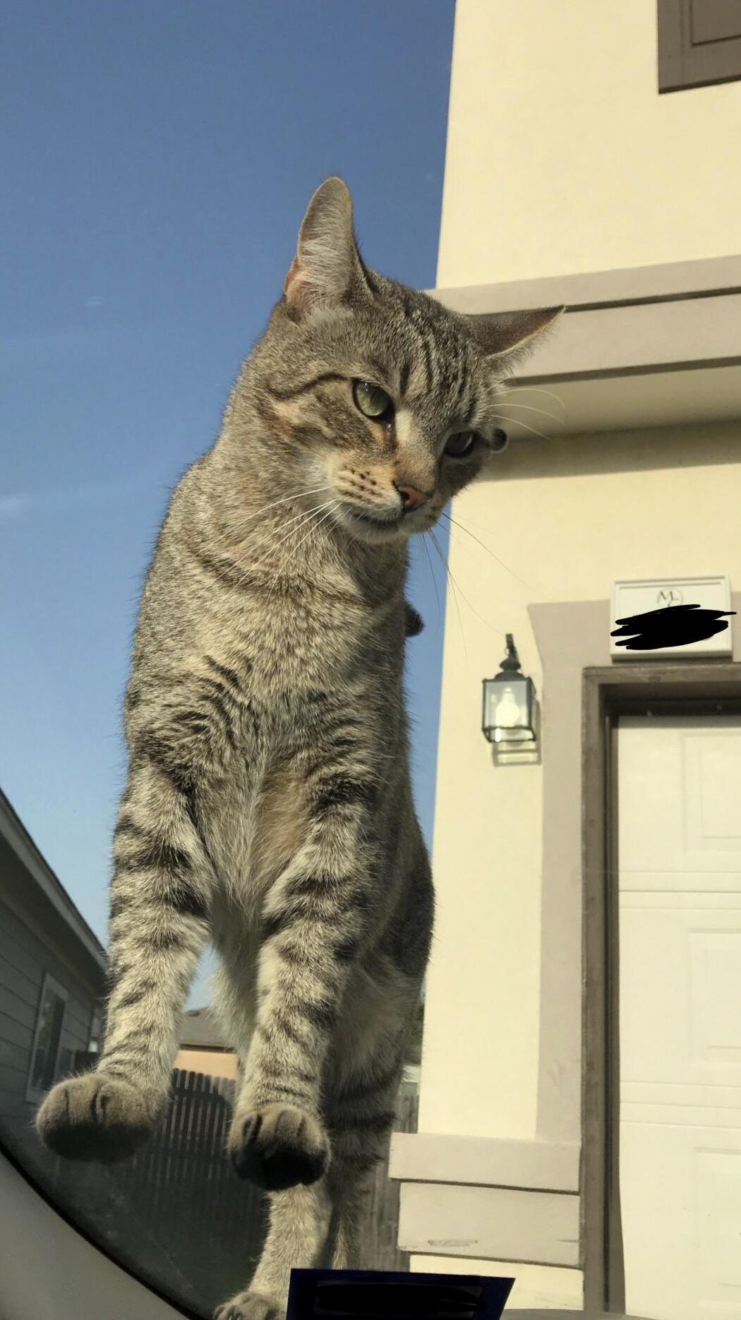 I Had Just Pulled Into the Driveway. Talk About Impatient.
