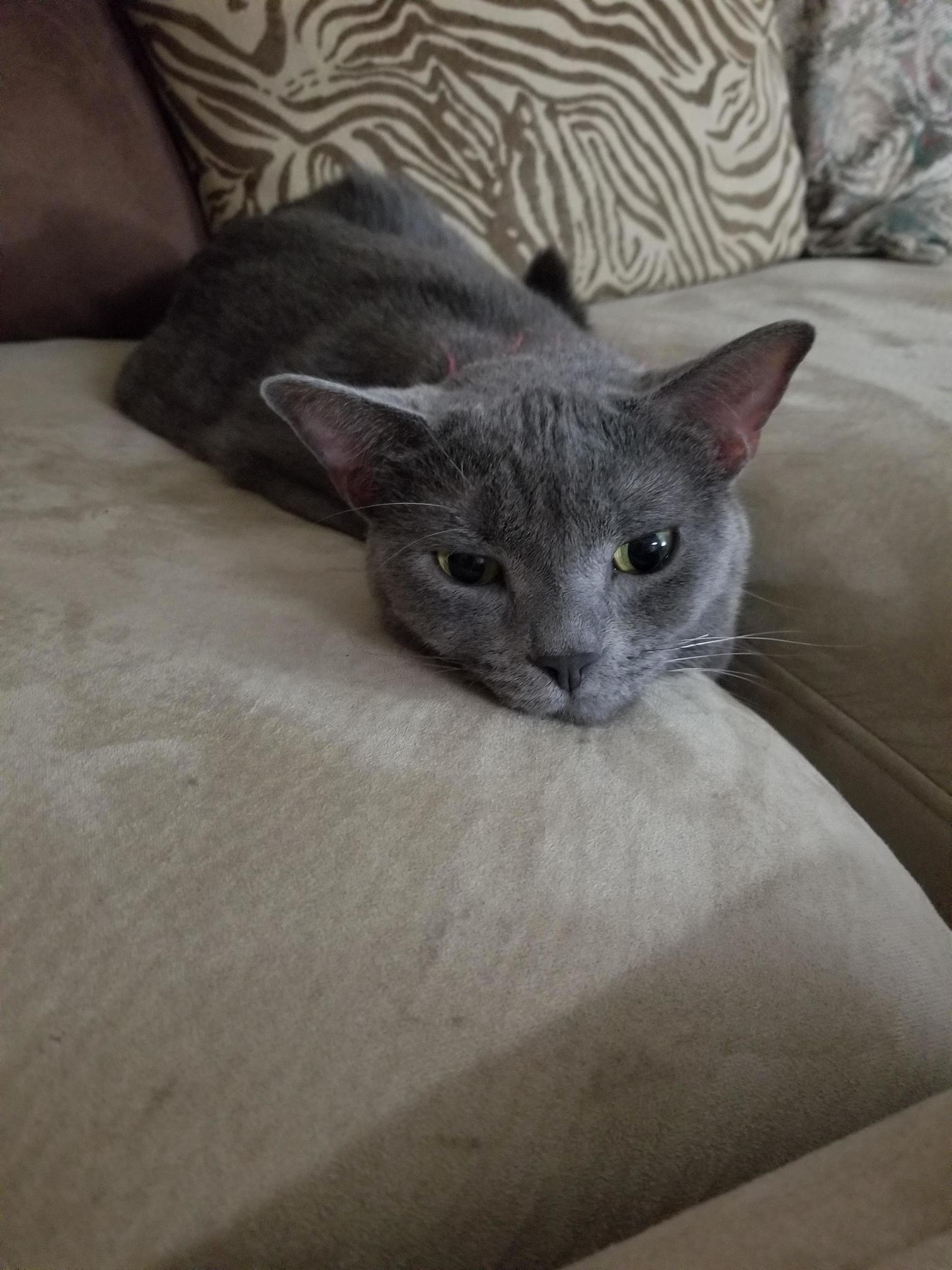I Is Couch.....