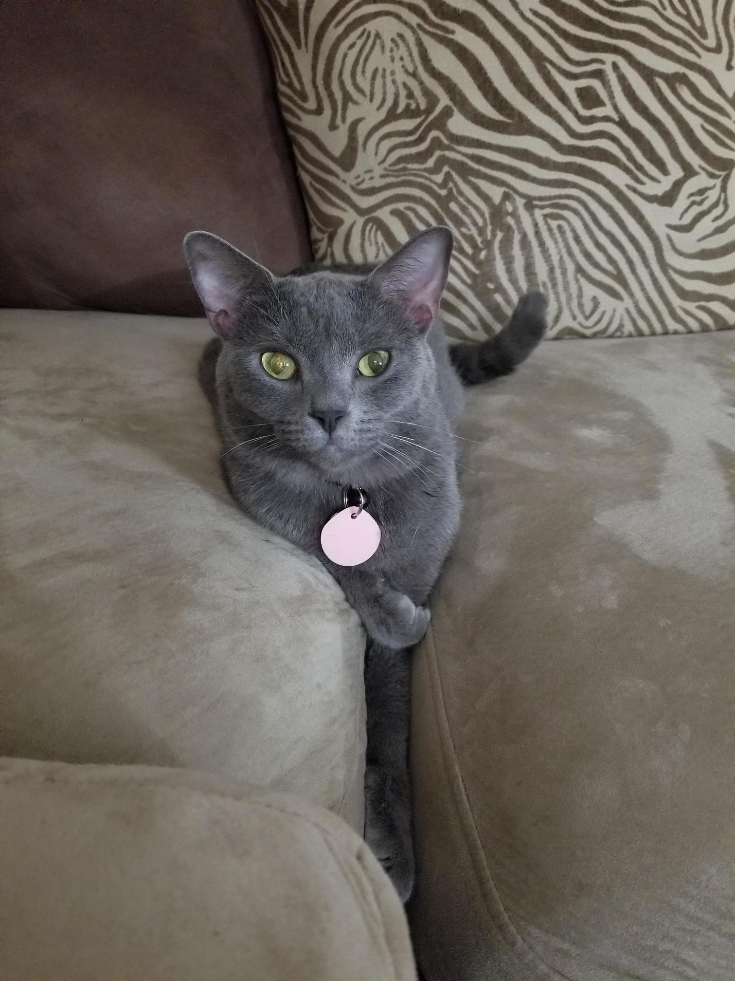 I Is Really Couch....