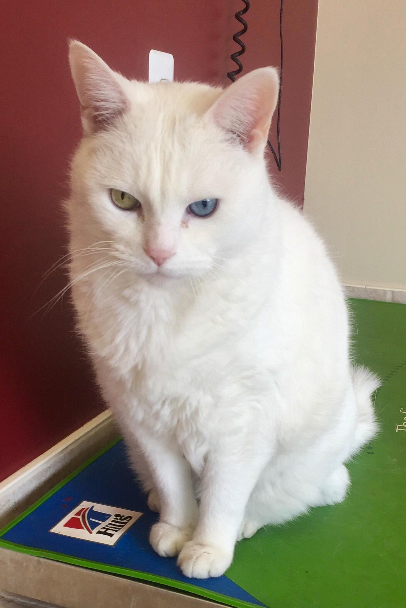 I Just Met This Extremely Handsome Old Man at the Vets Office Today.