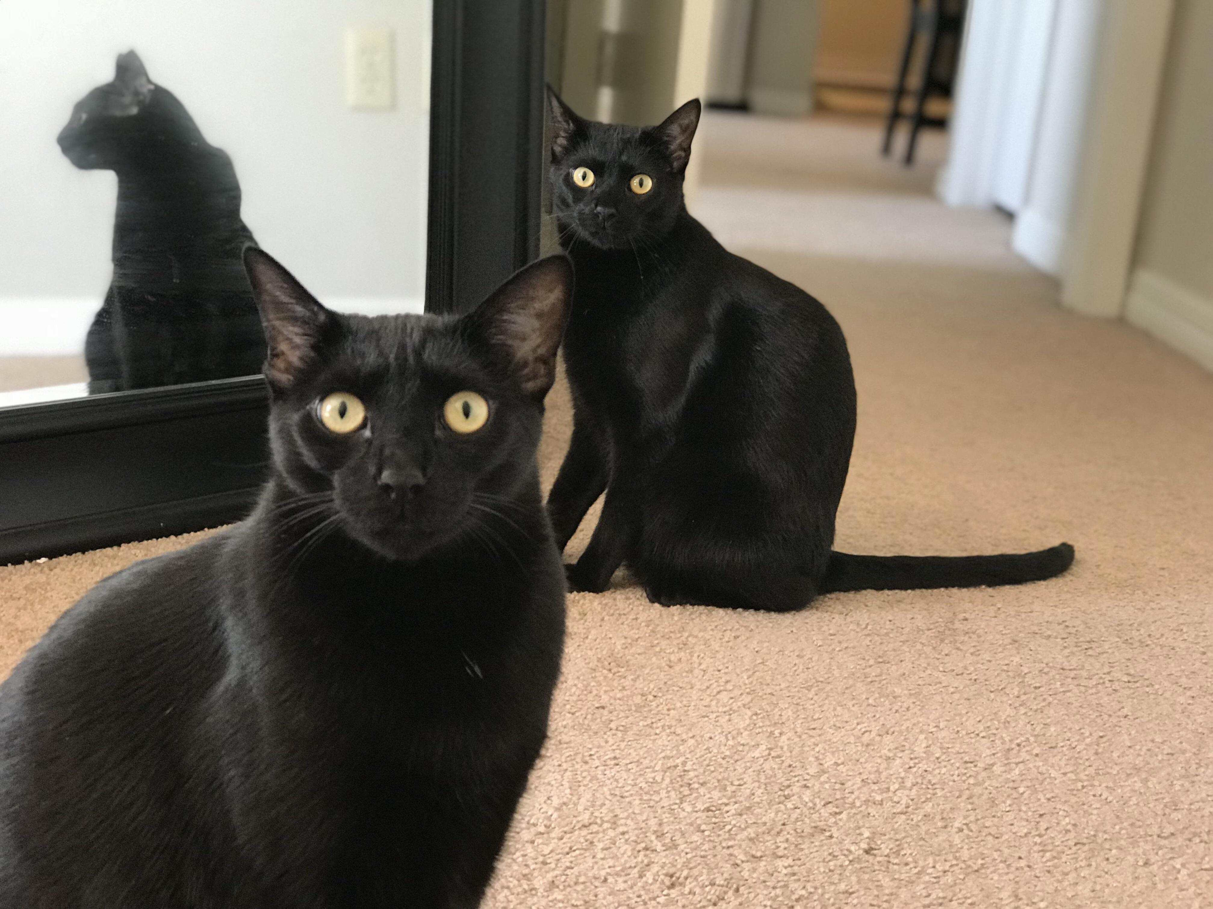I Know Im Just a Biased Pet Owner... but Arent My Cats Beautiful