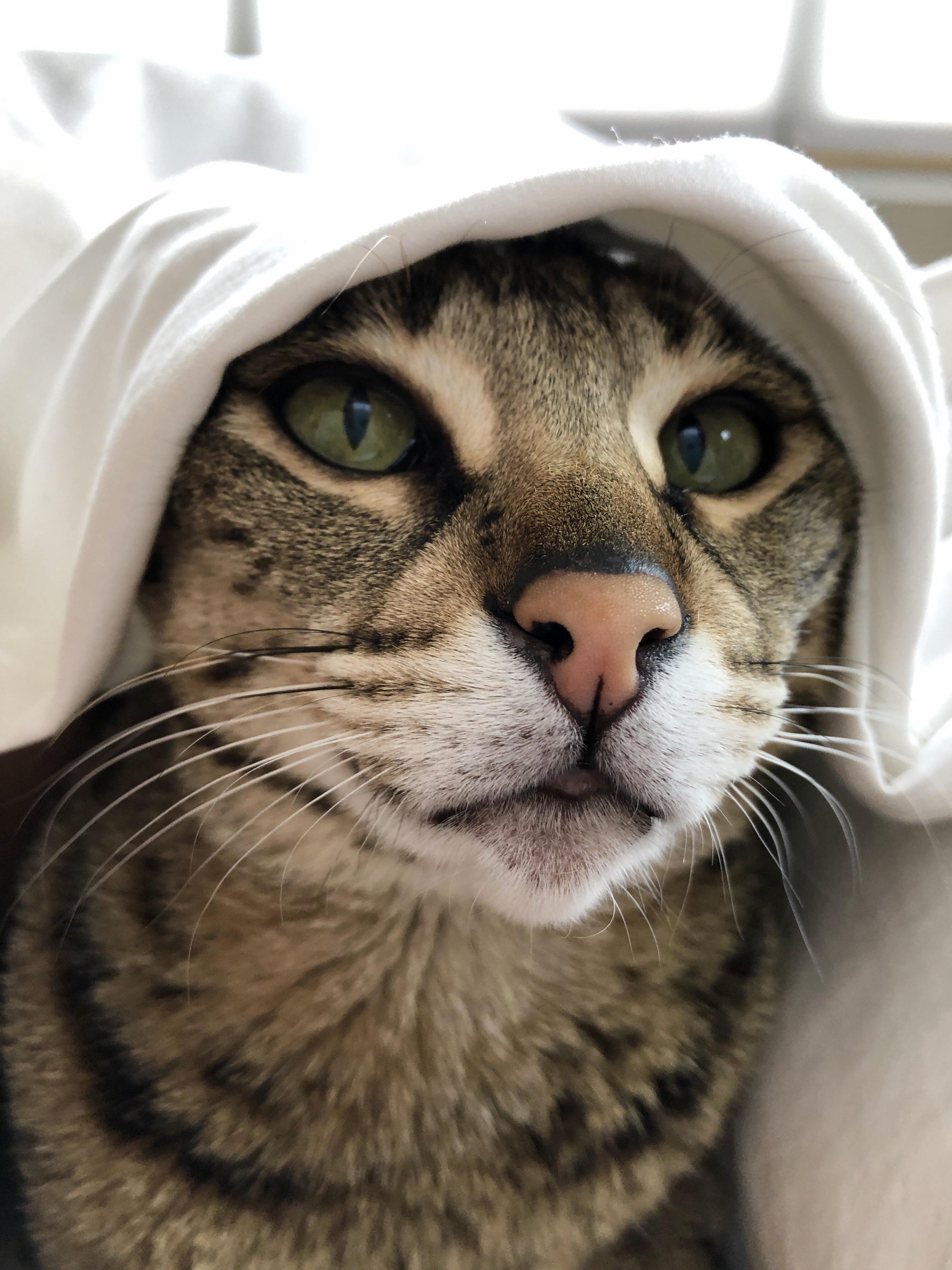 I Know One Girl Thats Pretty Excited for the Return of the Handmaids Tale